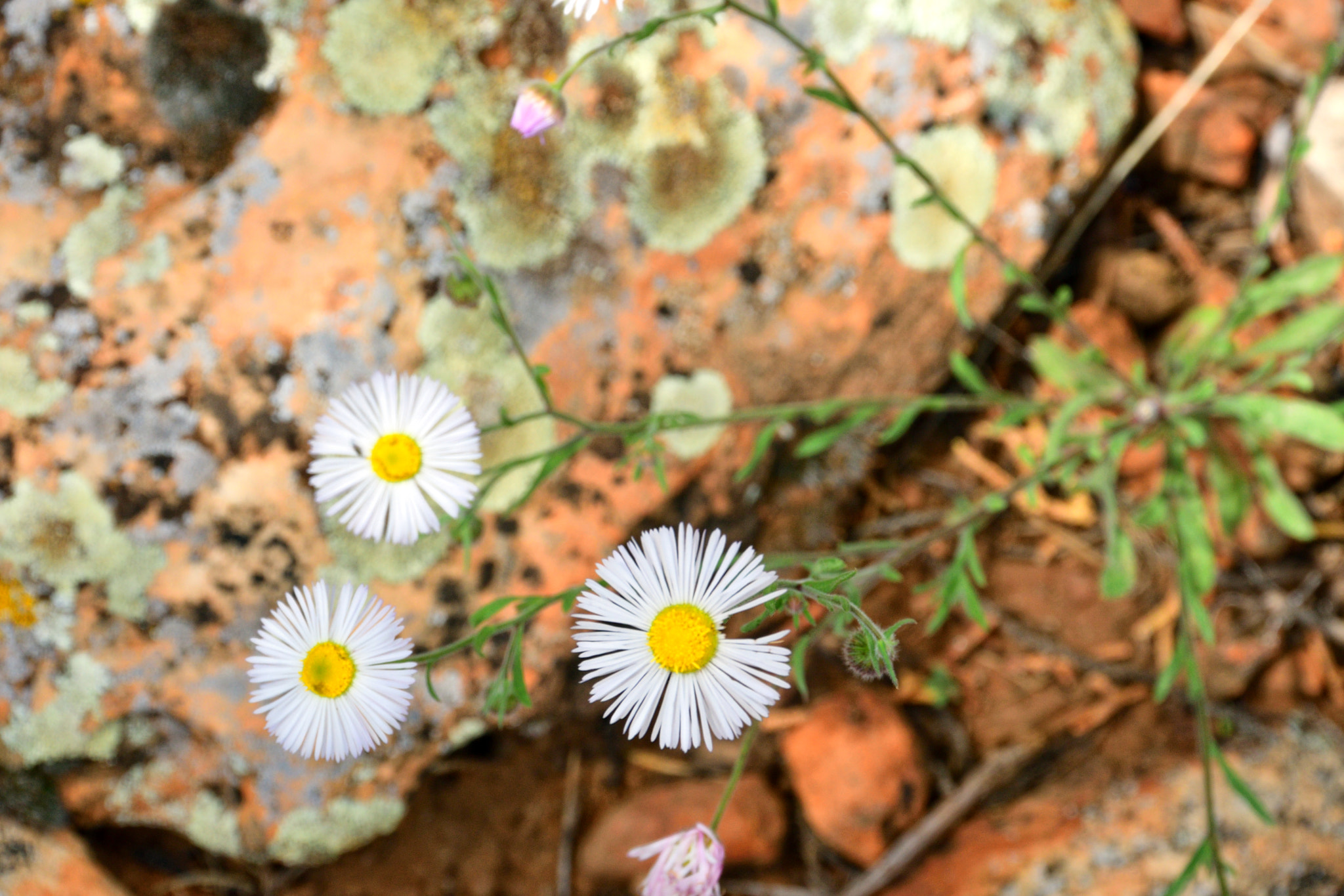 Nikon D500 sample photo. Debbie's daisies photography
