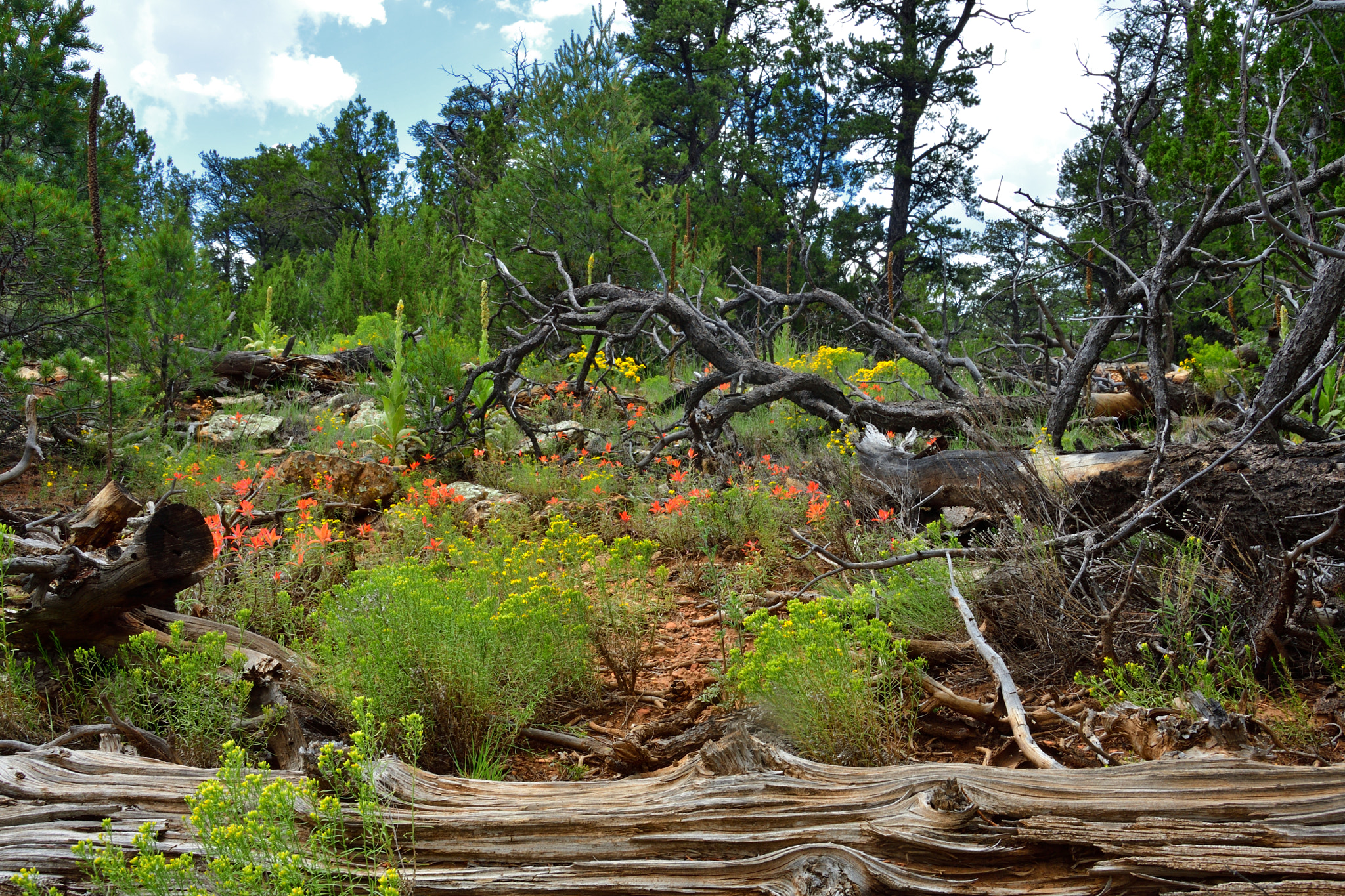 Nikon D500 sample photo. Mountain garden photography
