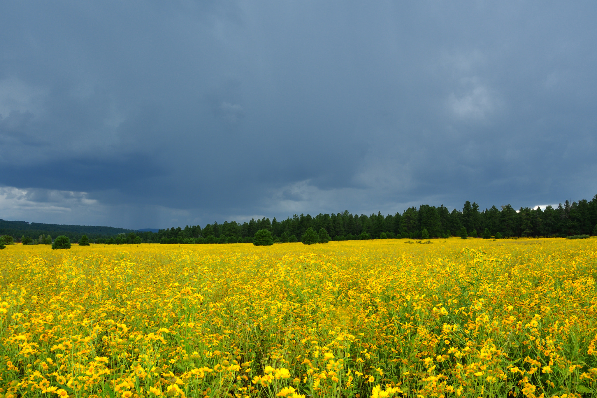 Nikon D500 sample photo. Daisies in a storm photography