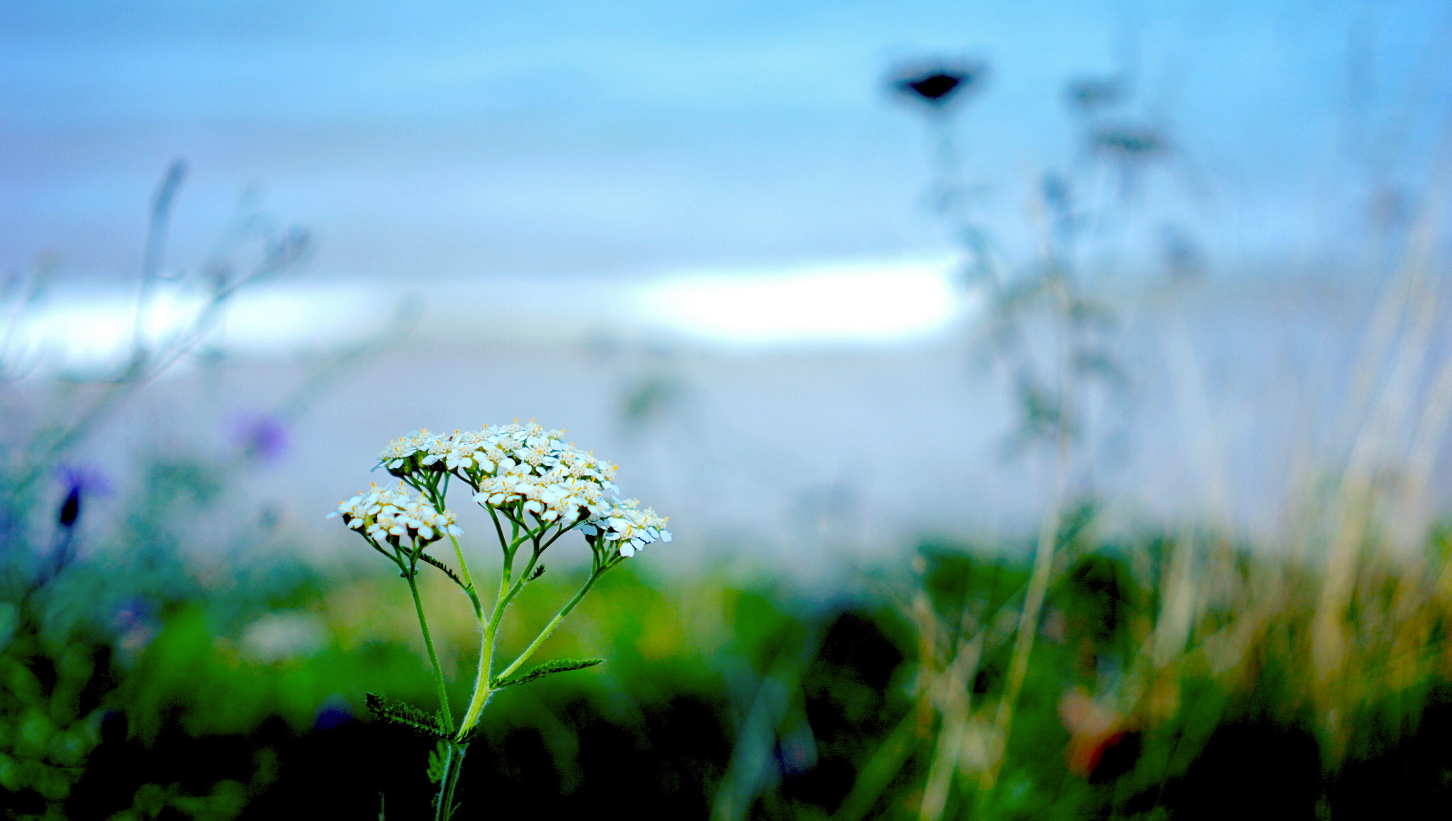 Sony a6000 + Sony Sonnar T* FE 35mm F2.8 ZA sample photo. Flower photography