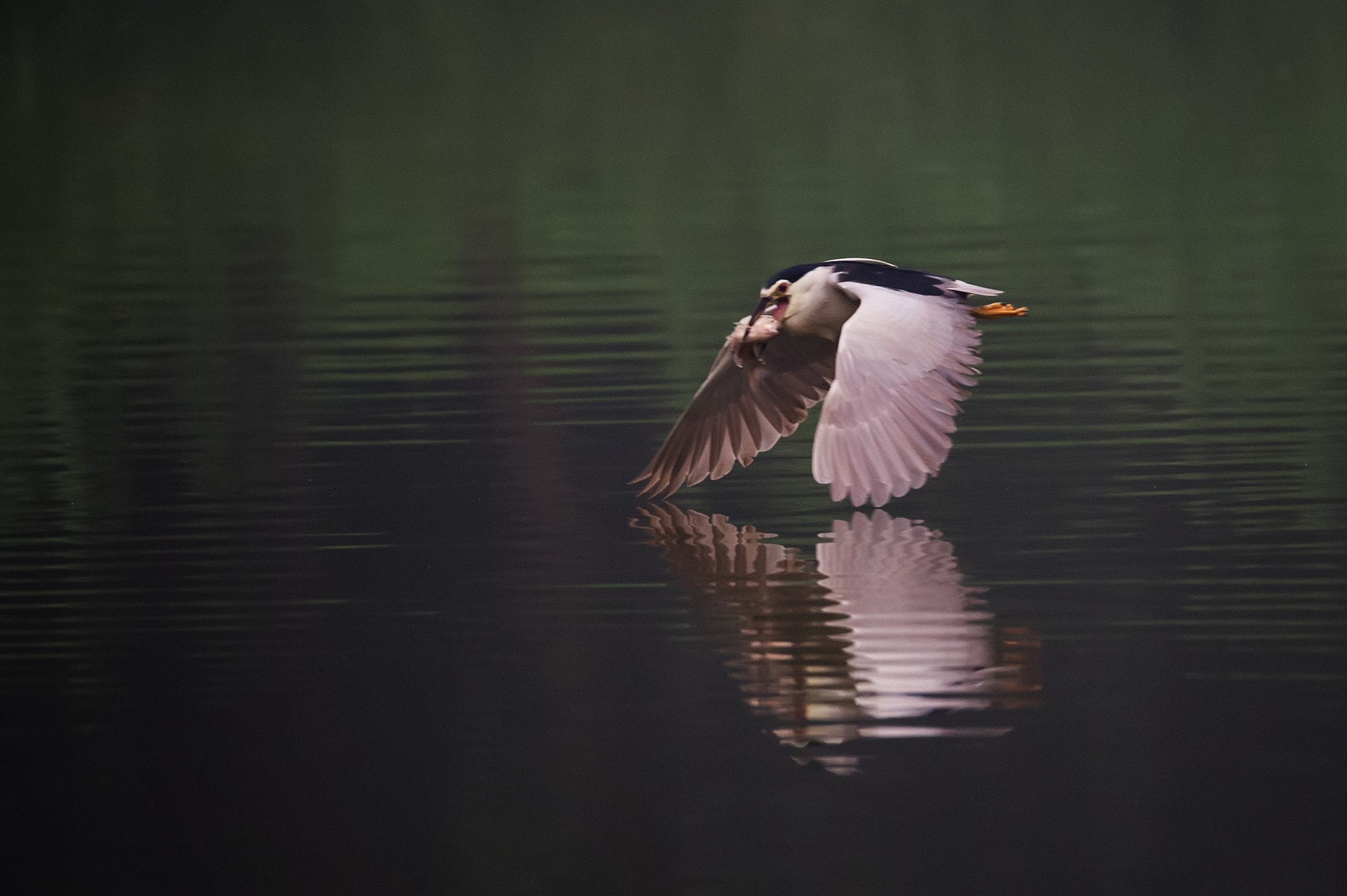 Sigma 150-600mm F5-6.3 DG OS HSM | S sample photo