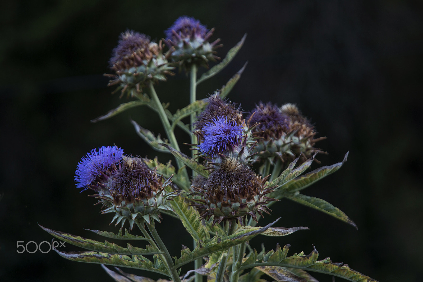Canon EF 70-200mm F4L IS USM sample photo. Artichokes photography