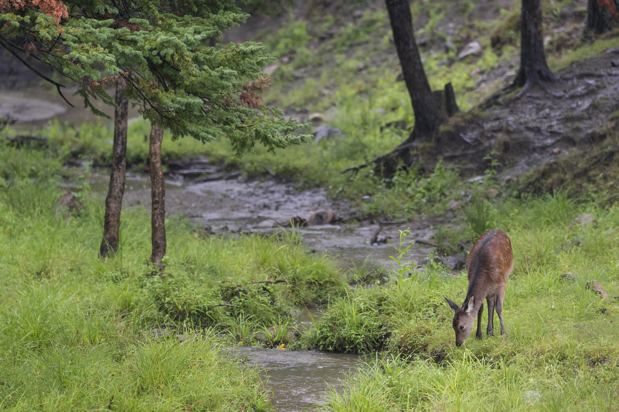 Nikon D4 sample photo. By the stream... photography