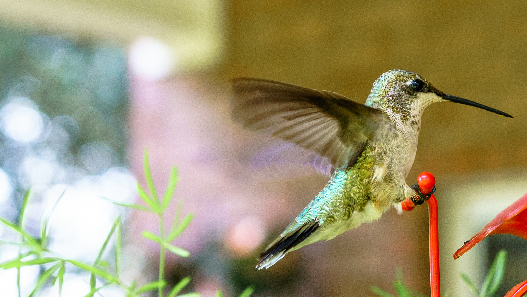18-35mm F1.8 sample photo. Ludwig the hummingbird photography