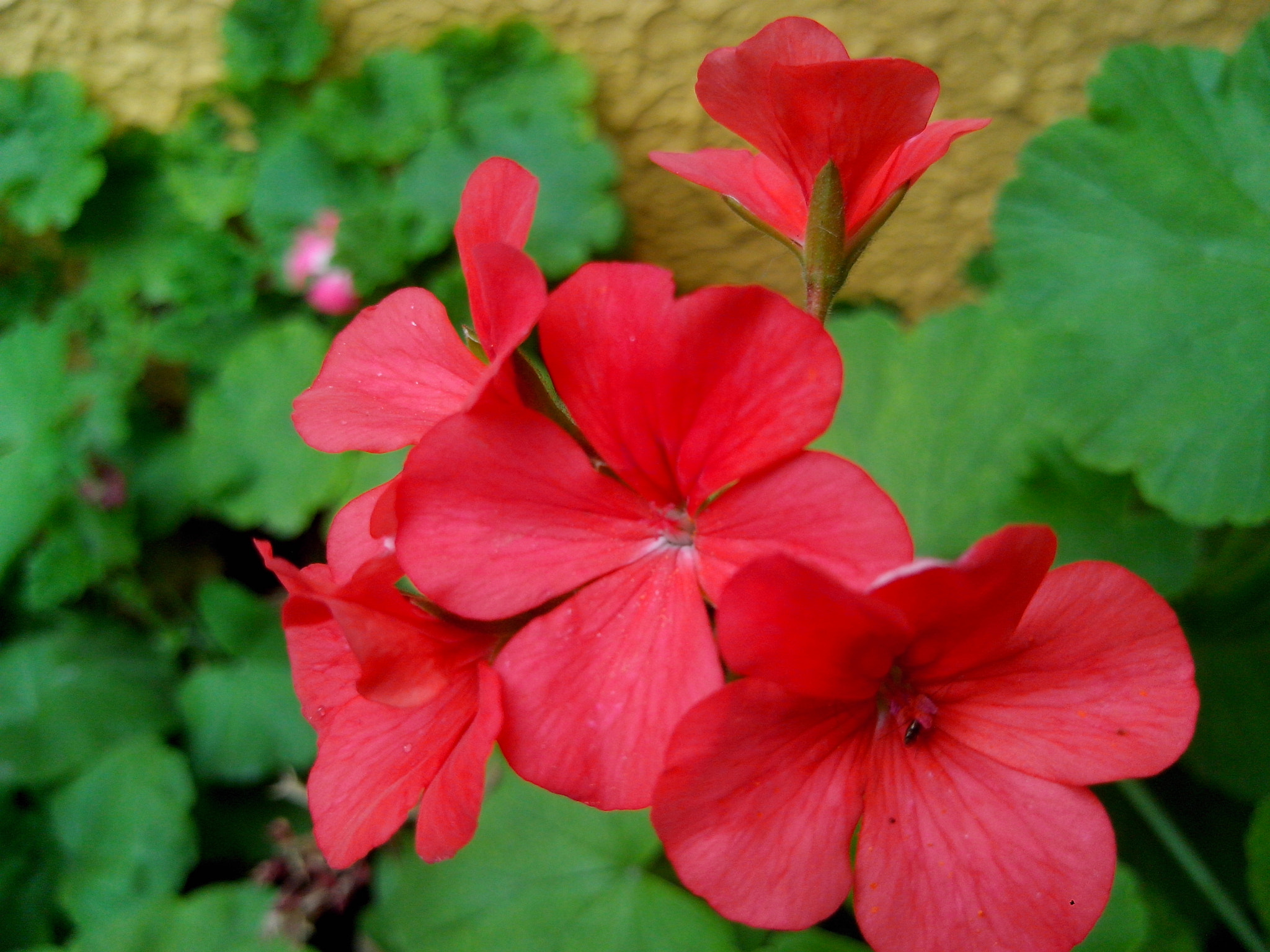 Motorola RAZR D3 sample photo. Lindas flores rojas photography