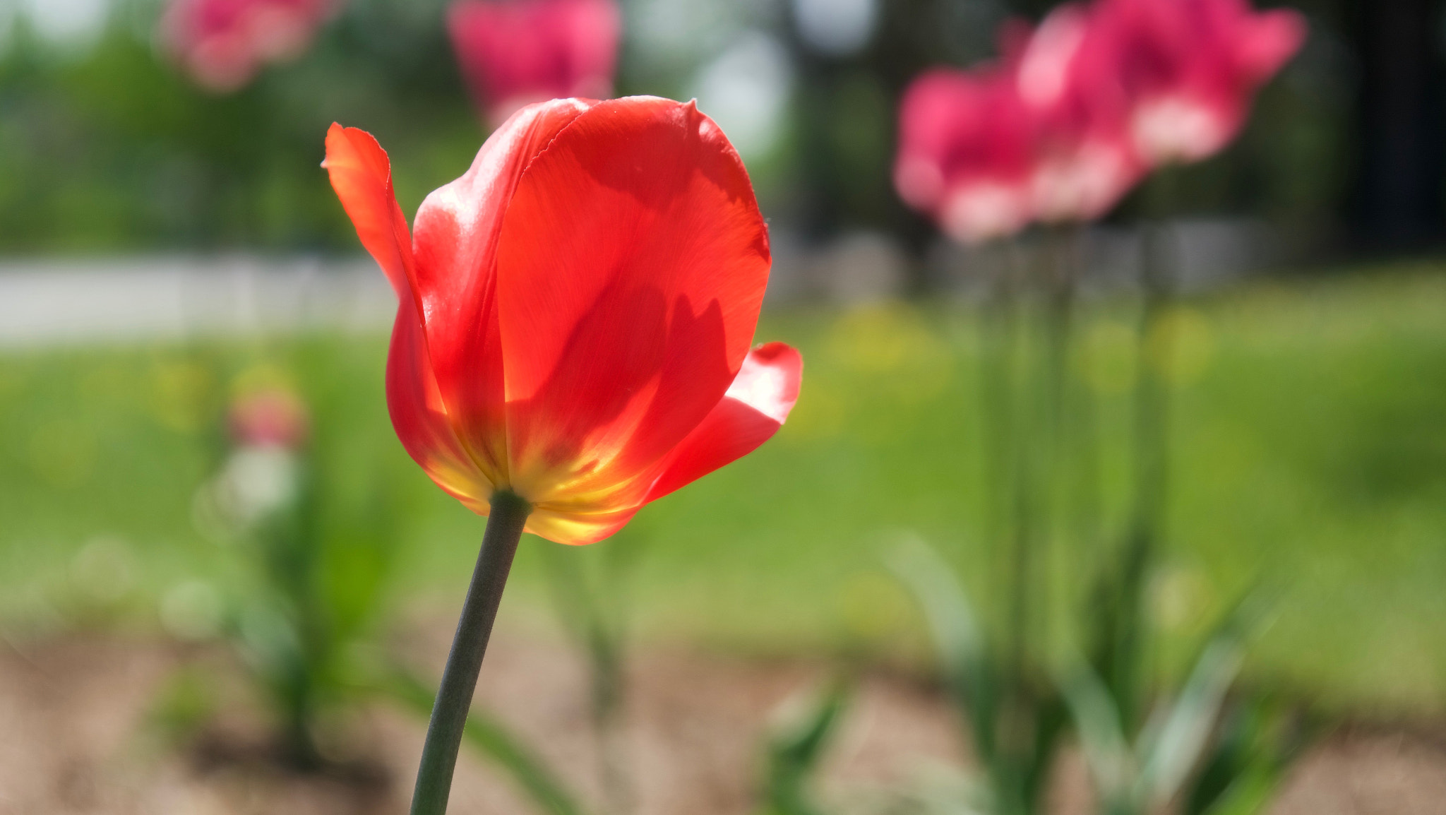 Sony a6300 + Sony Vario-Tessar T* E 16-70mm F4 ZA OSS sample photo. Tulips photography