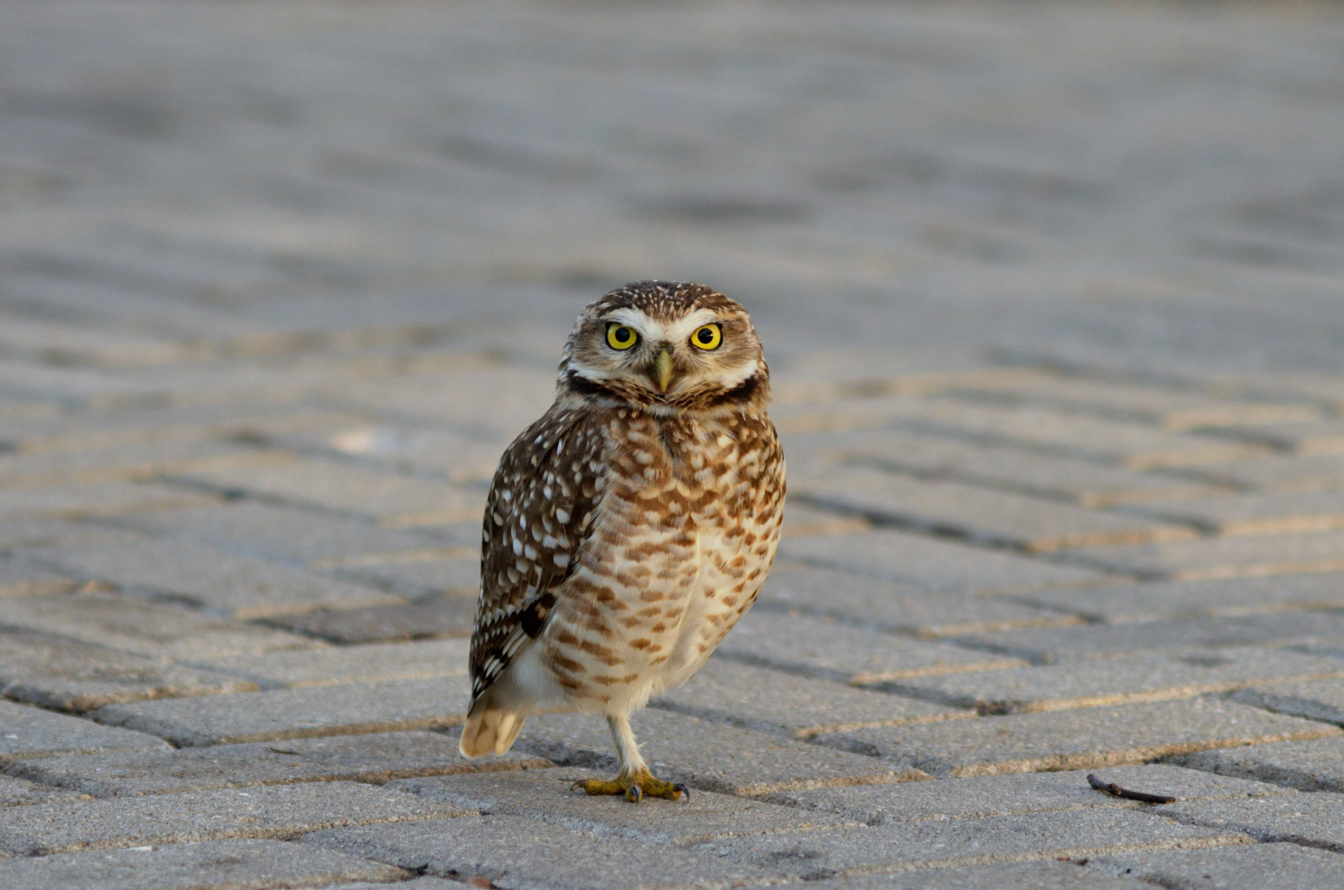 Nikon D5100 + AF Zoom-Nikkor 75-300mm f/4.5-5.6 sample photo. Face owl photography