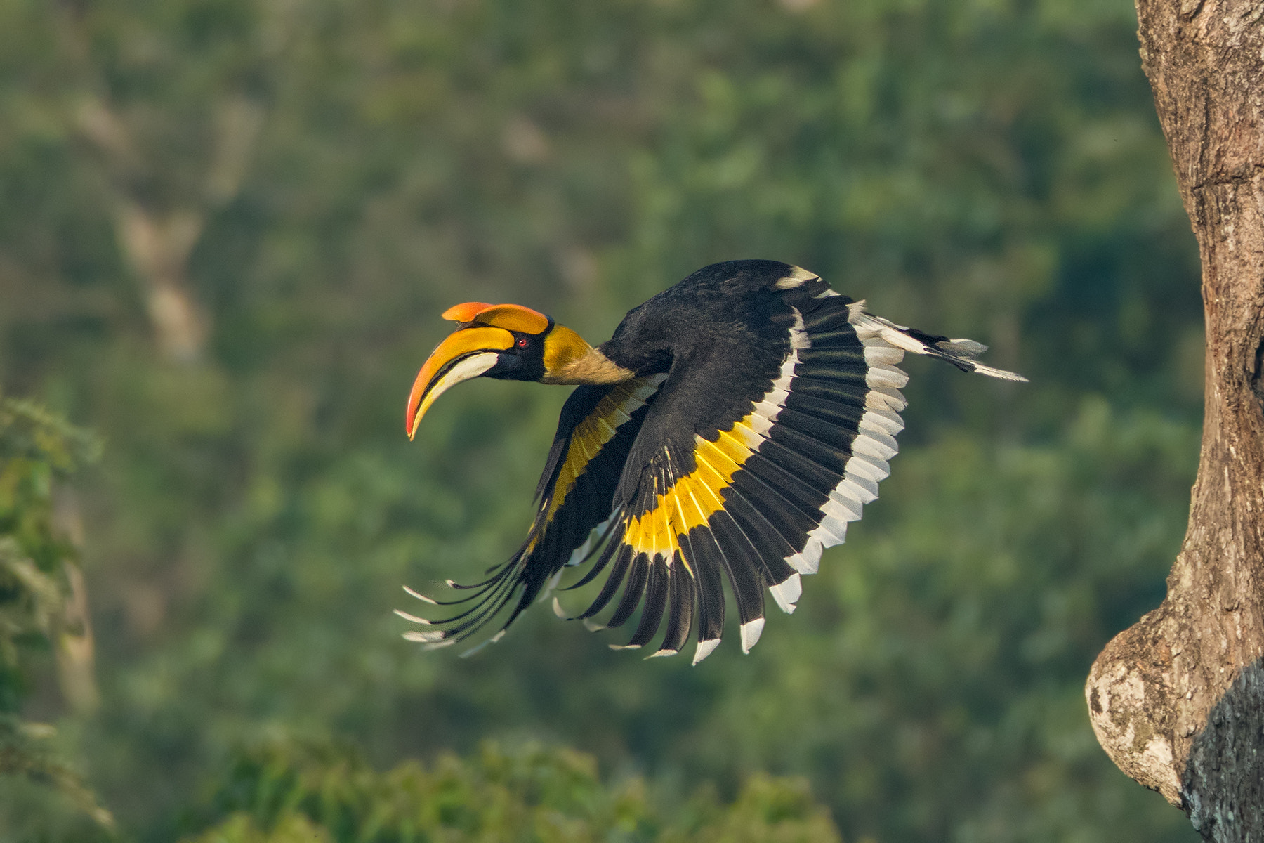 Canon EOS 7D Mark II + Canon EF 600mm F4L IS USM sample photo. Great hornbill photography