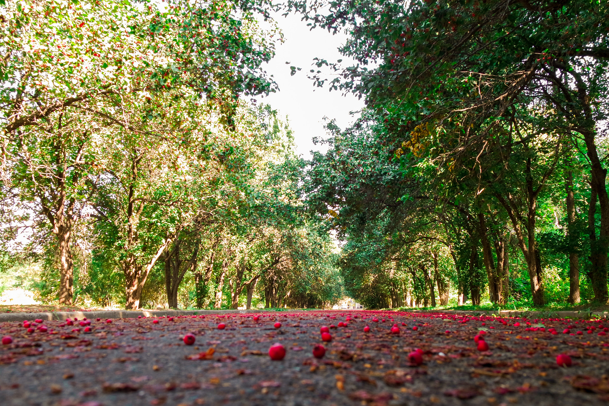 Samsung NX3000 + NX 20-50mm F3.5-5.6 sample photo. Almaty, botanic garden photography