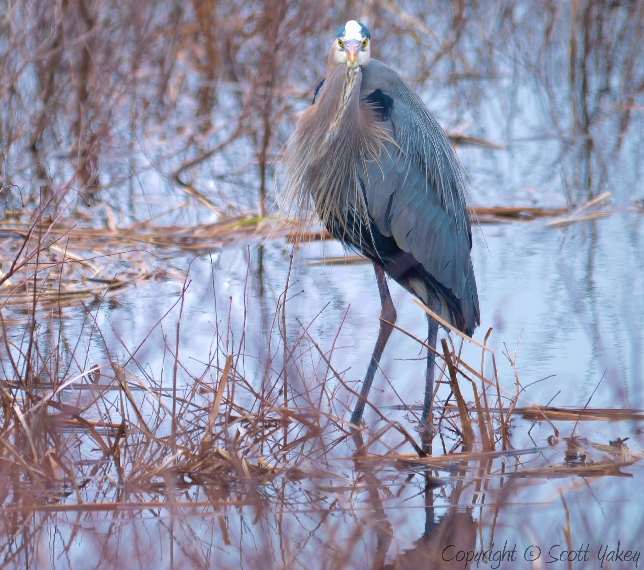 Sigma 150-500mm F5-6.3 DG OS HSM sample photo. Dsc photography
