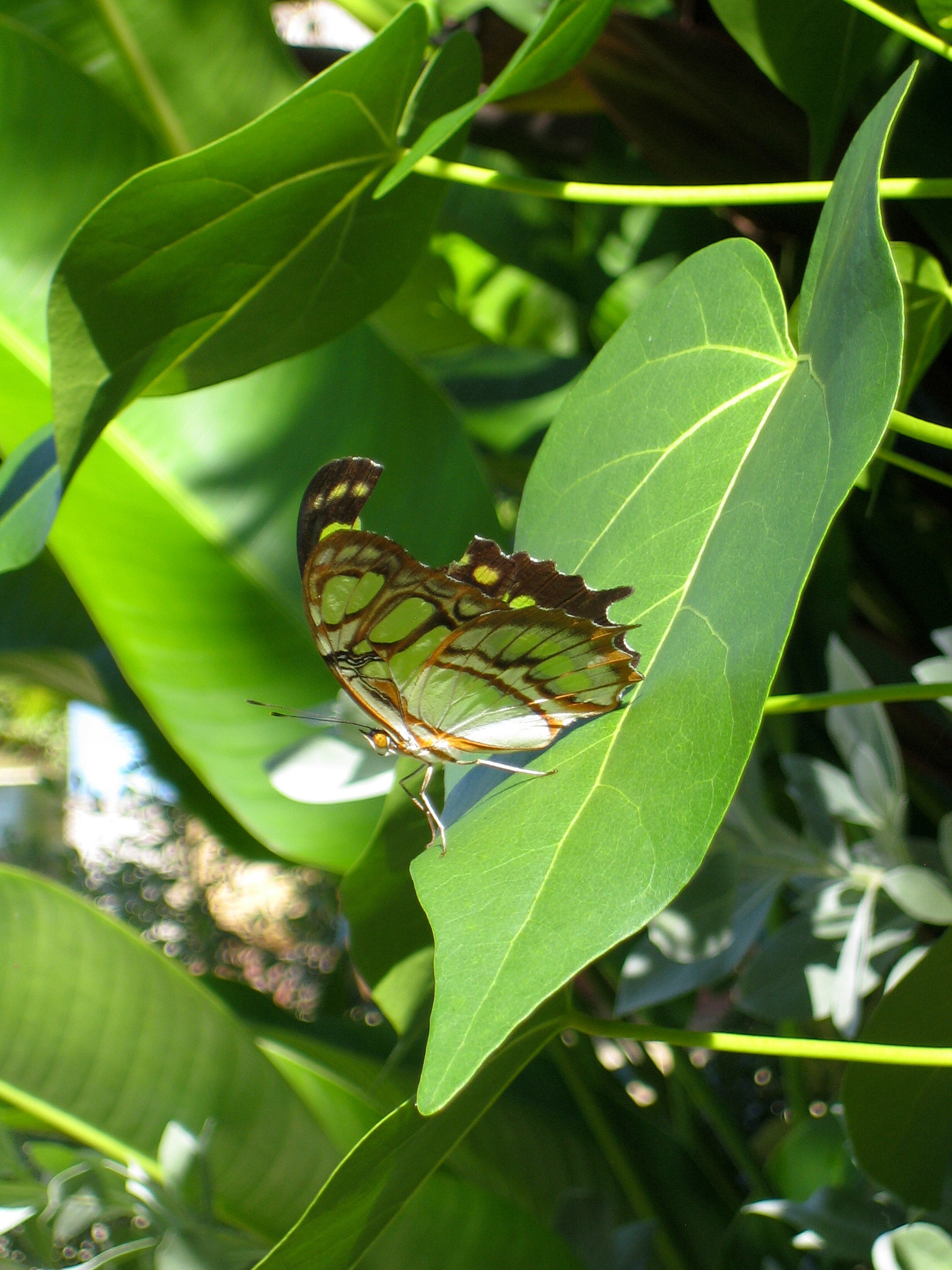 Canon POWERSHOT SD300 sample photo. Green butterfly photography