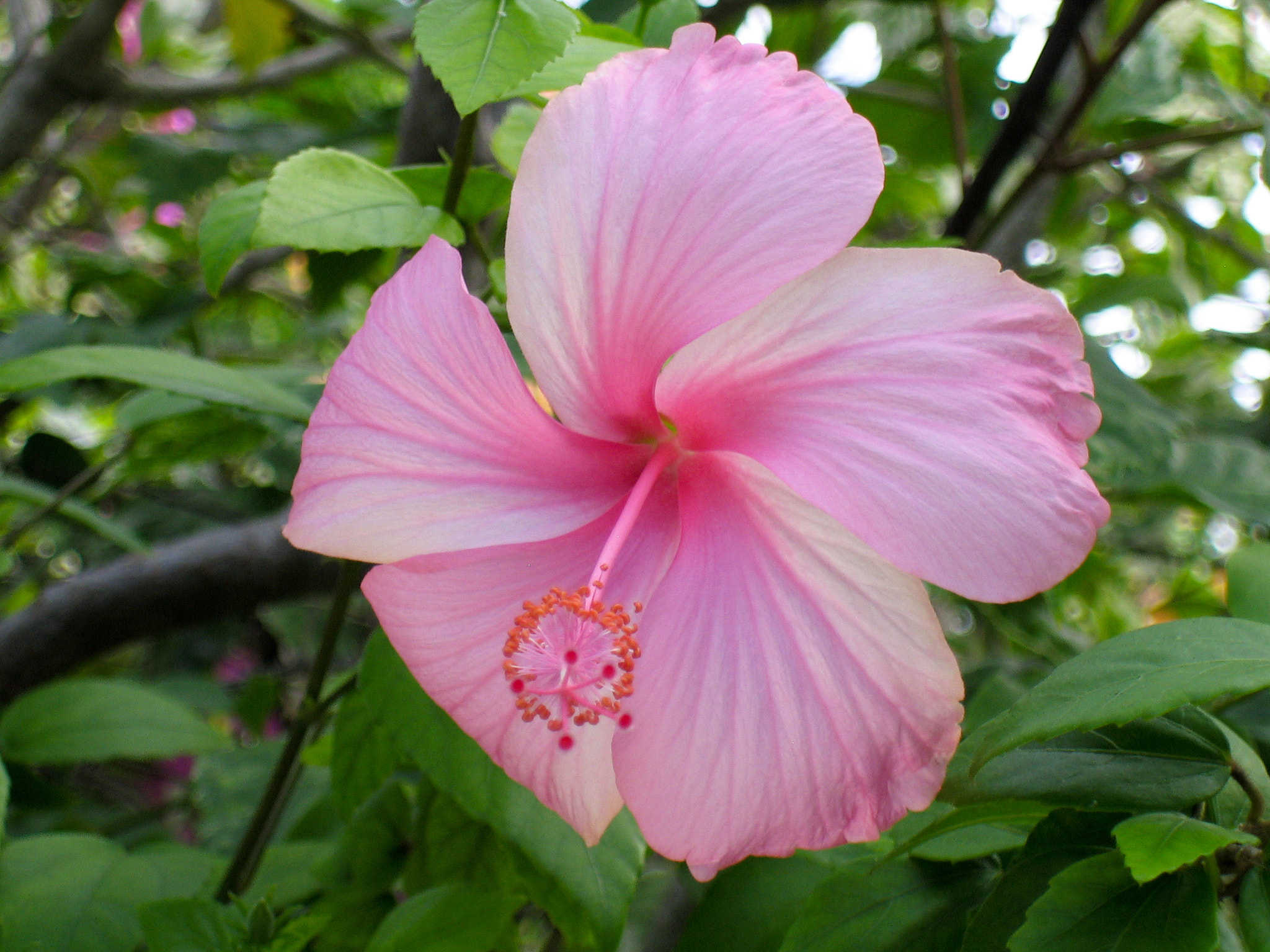 Canon POWERSHOT SD300 sample photo. Pink hibiscus photography