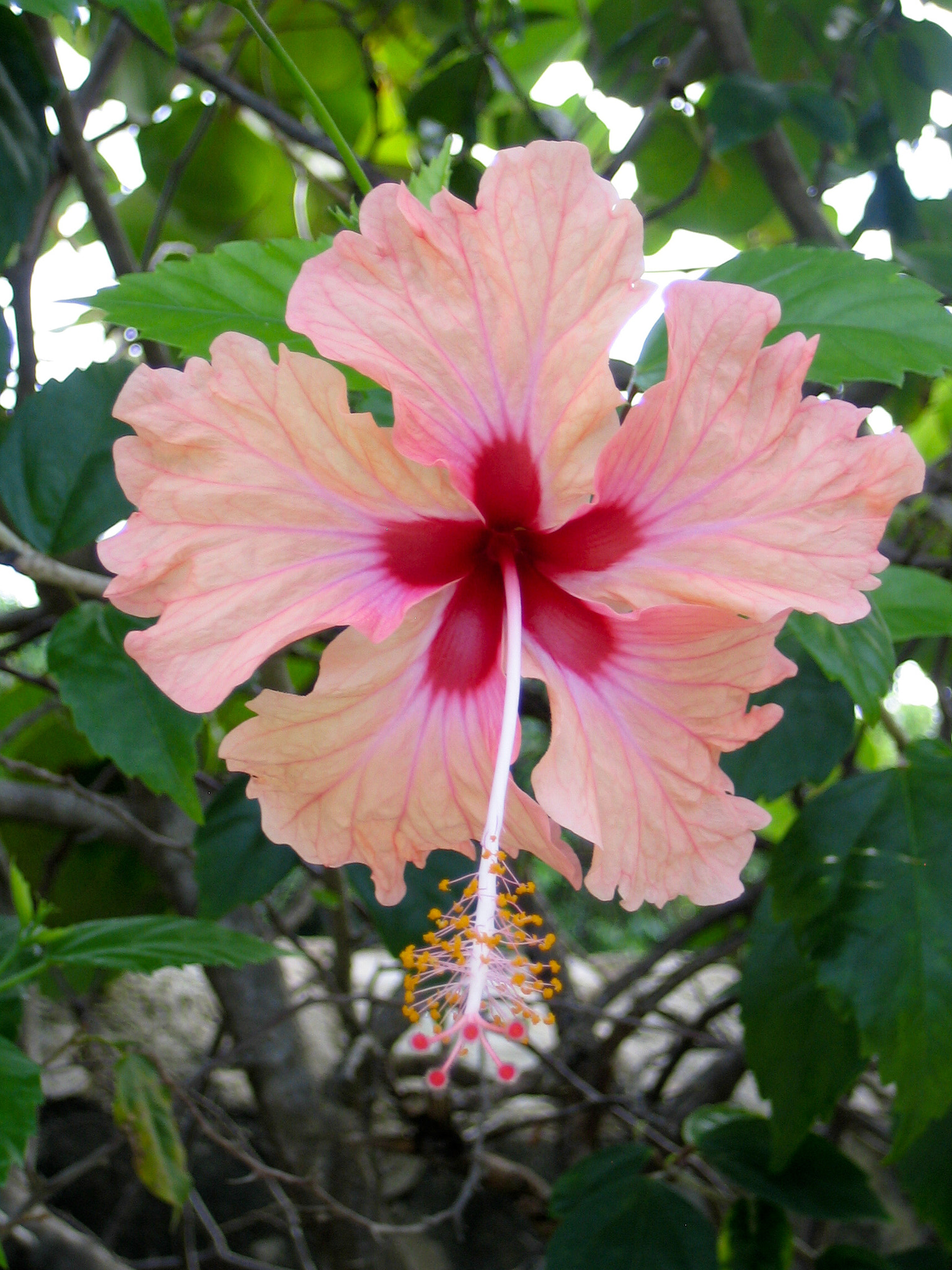 Canon POWERSHOT SD300 sample photo. Pink hibiscus photography