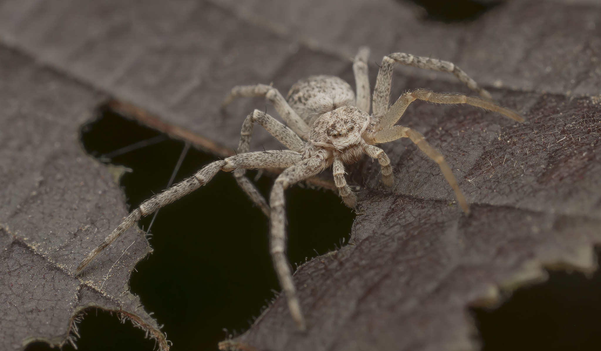 Nikon D5500 + Sigma 50mm F2.8 EX DG Macro sample photo. Untitled photography