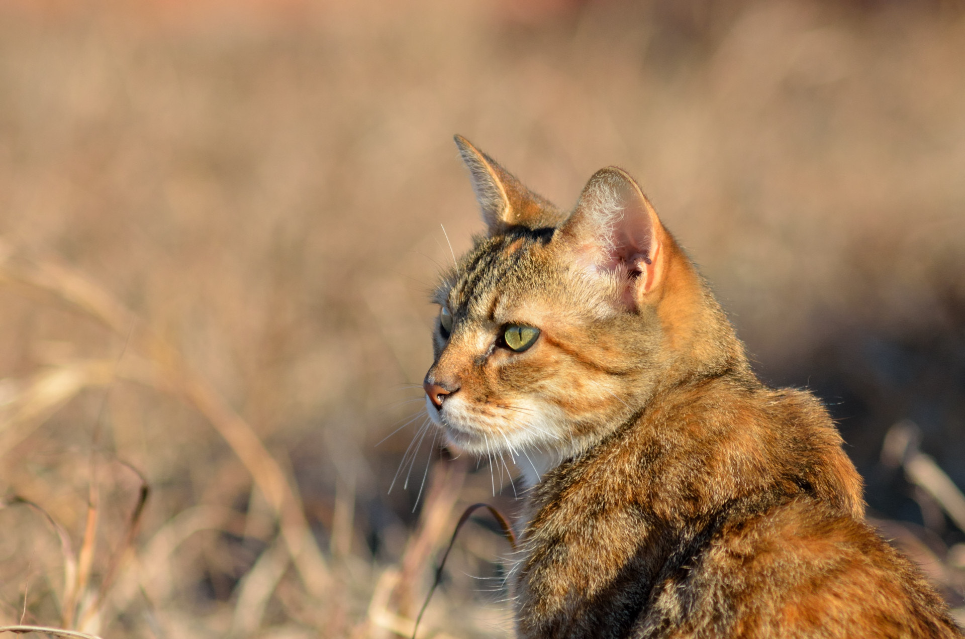 Nikon D5100 + AF Zoom-Nikkor 75-300mm f/4.5-5.6 sample photo. Ambar is my cat photography