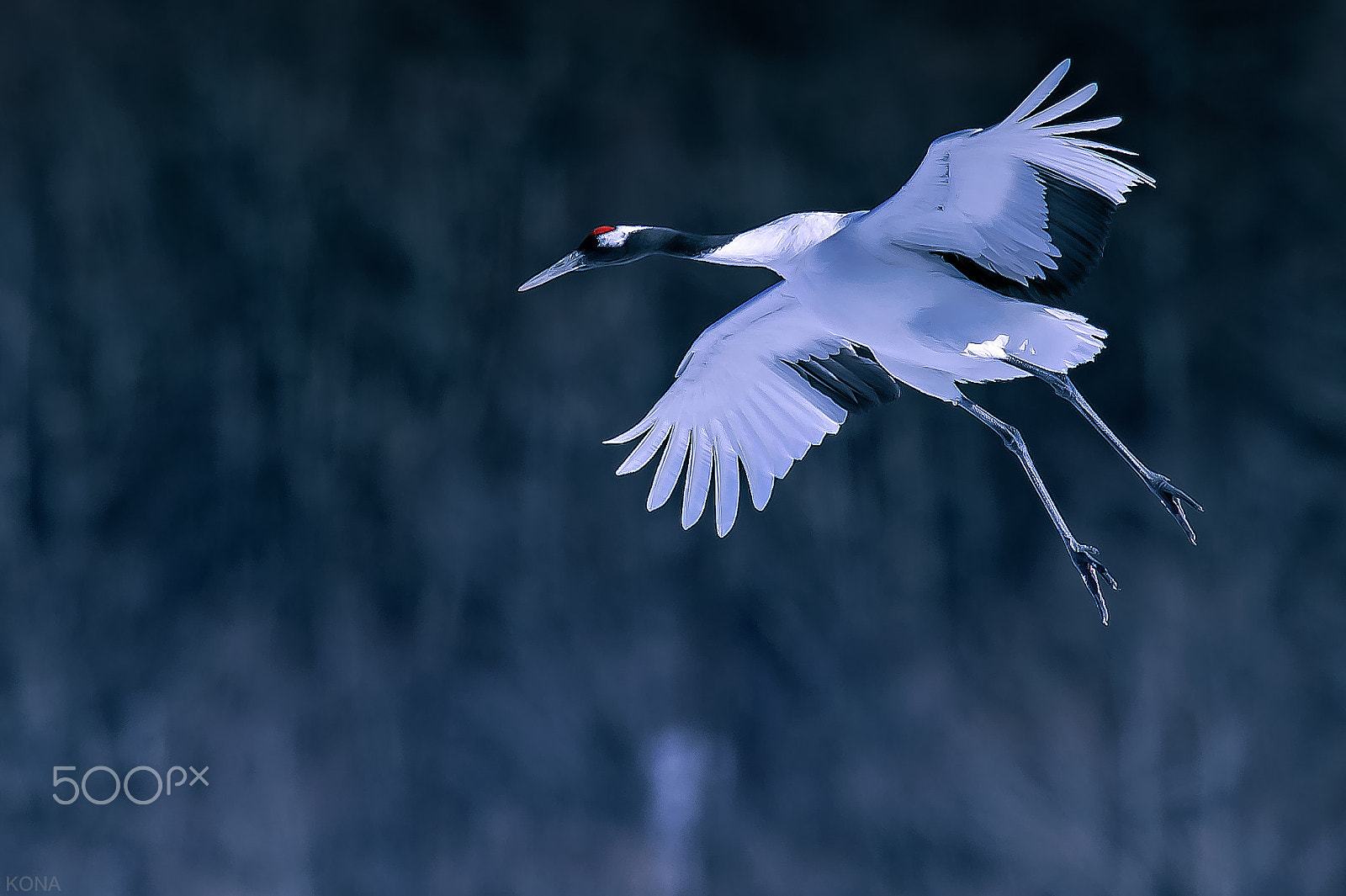 Nikon AF-S Nikkor 400mm F2.8G ED VR II sample photo. Tantyou photography