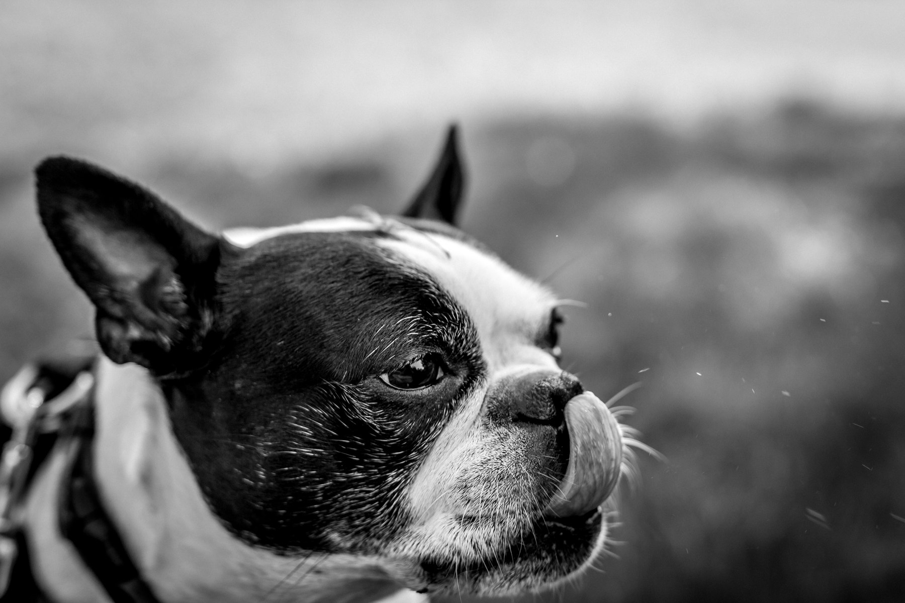 Sigma 35mm F1.4 DG HSM Art sample photo. Dog licking her lips photography