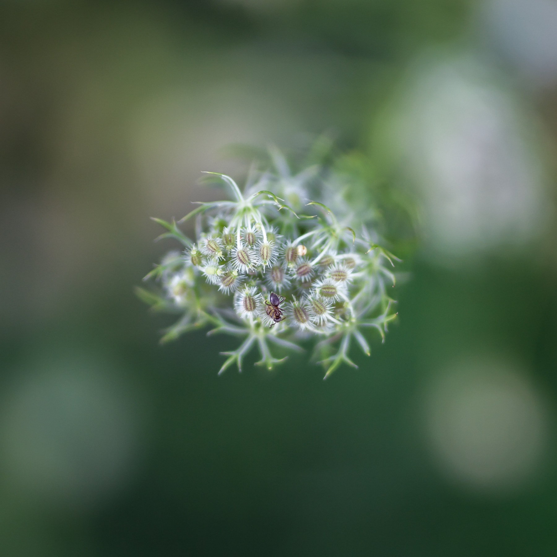 Sigma 35mm F1.4 DG HSM Art sample photo. Ant on flowers photography