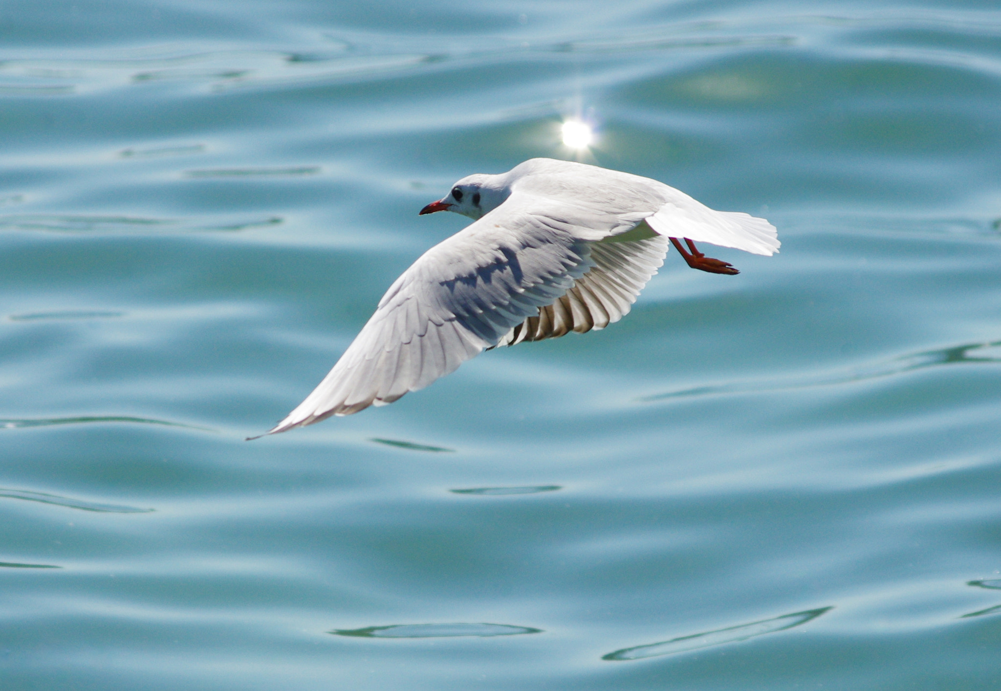 Pentax K-5 sample photo. Flight of a seagull - lake constance photography