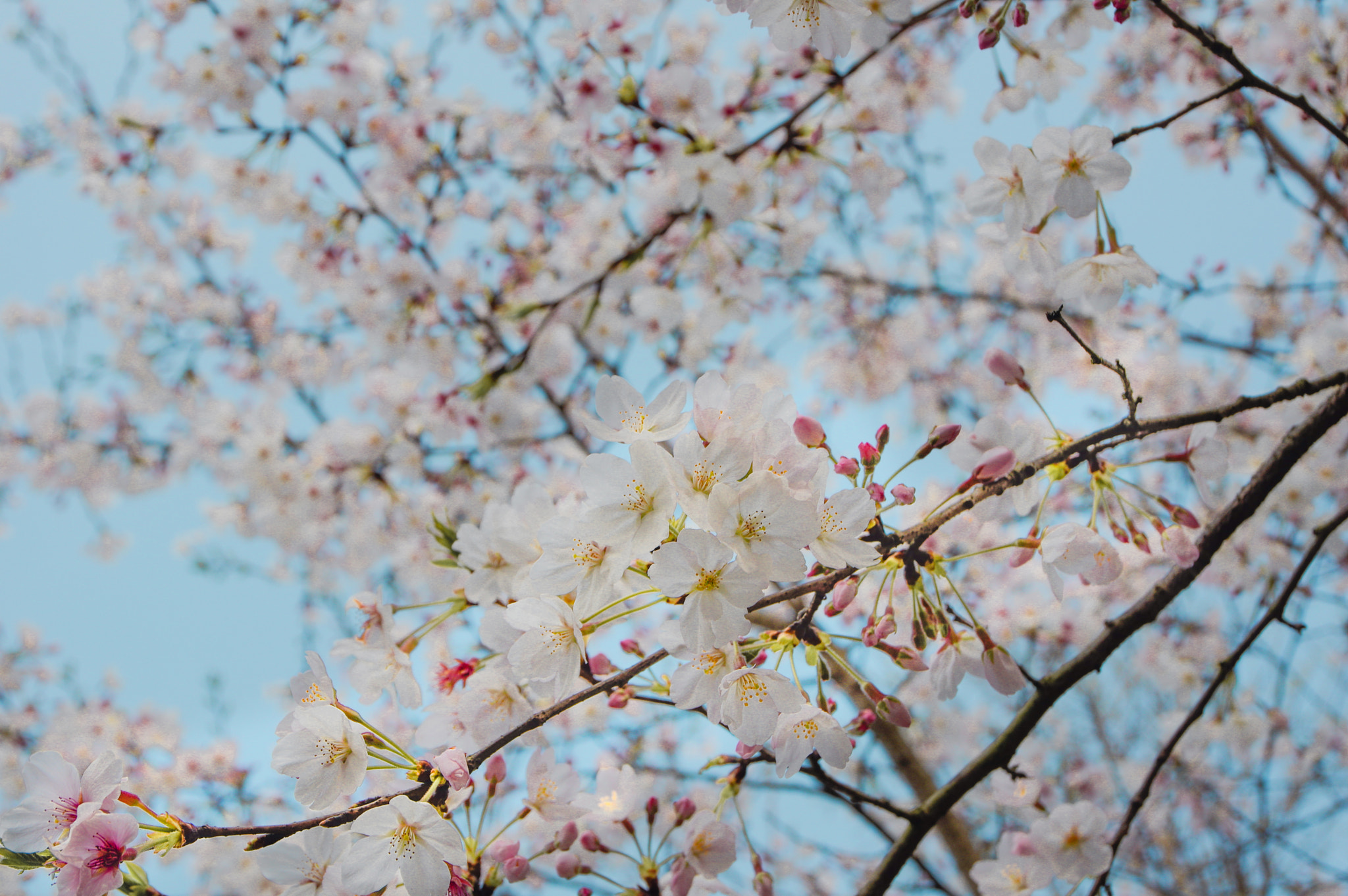 Pentax K-3 II sample photo. 樱花 photography