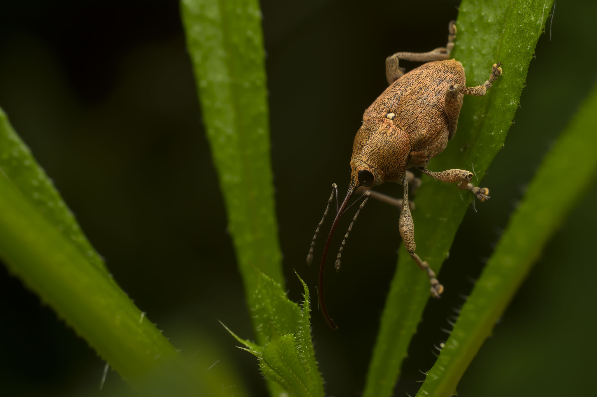 Nikon D5500 + Sigma 50mm F2.8 EX DG Macro sample photo. Untitled photography