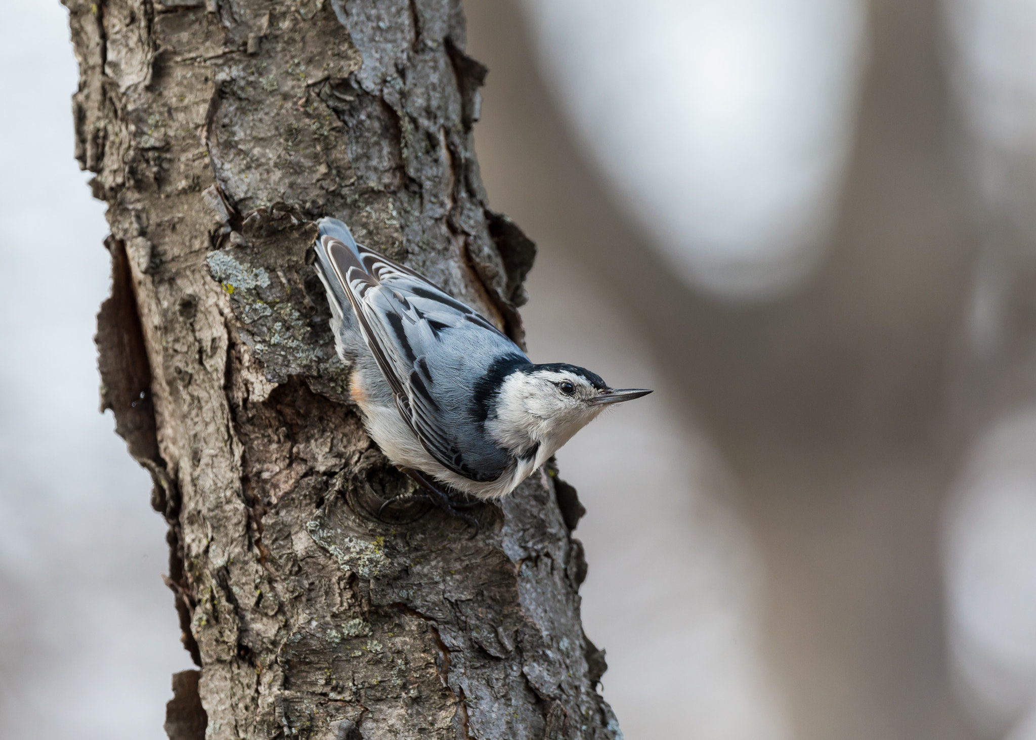 Canon EOS-1D X + Canon EF 300mm F2.8L IS II USM sample photo. White breasted nuthatch 2 photography