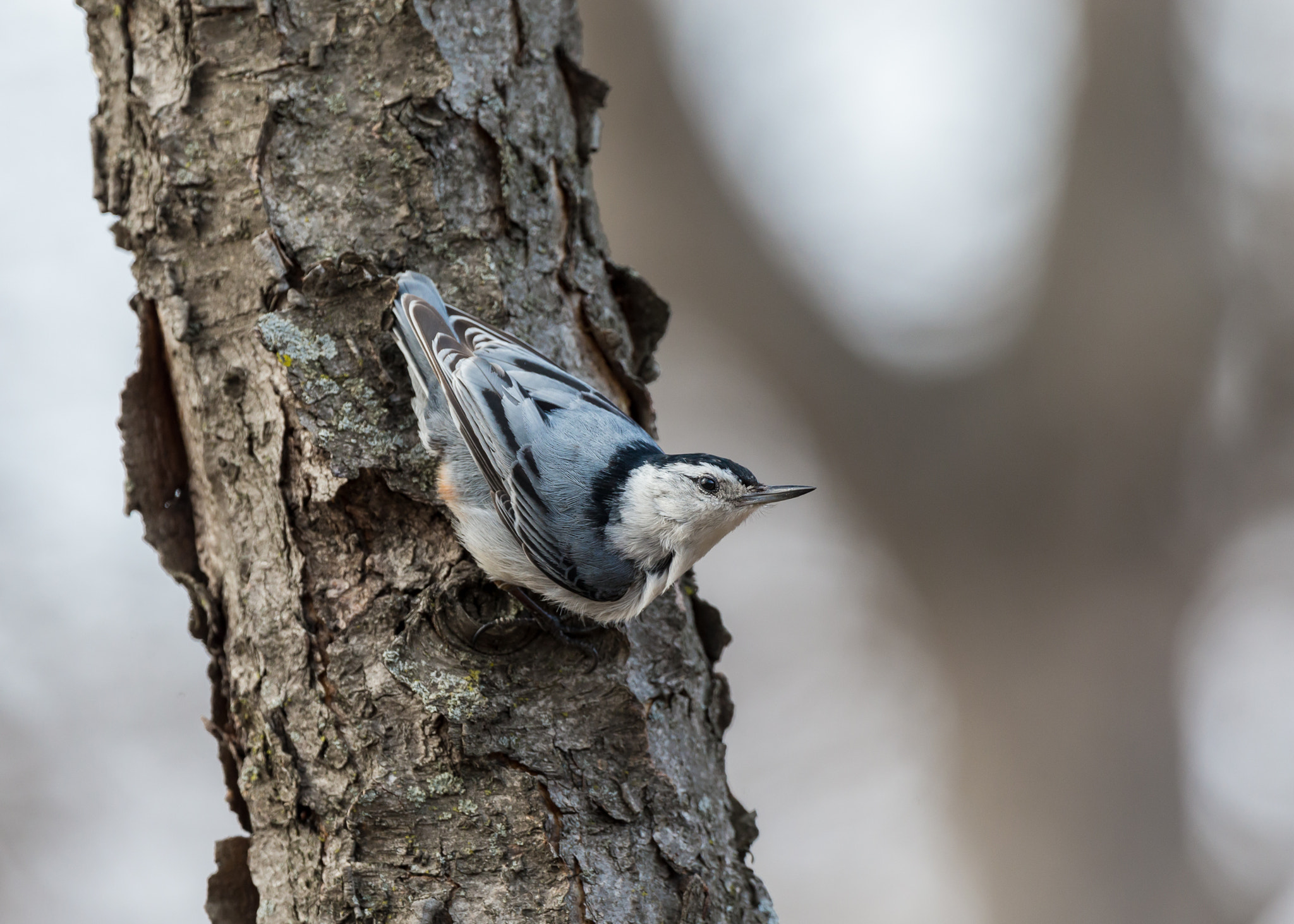 Canon EF 300mm F2.8L IS II USM sample photo. White breasted nuthatch 2 photography