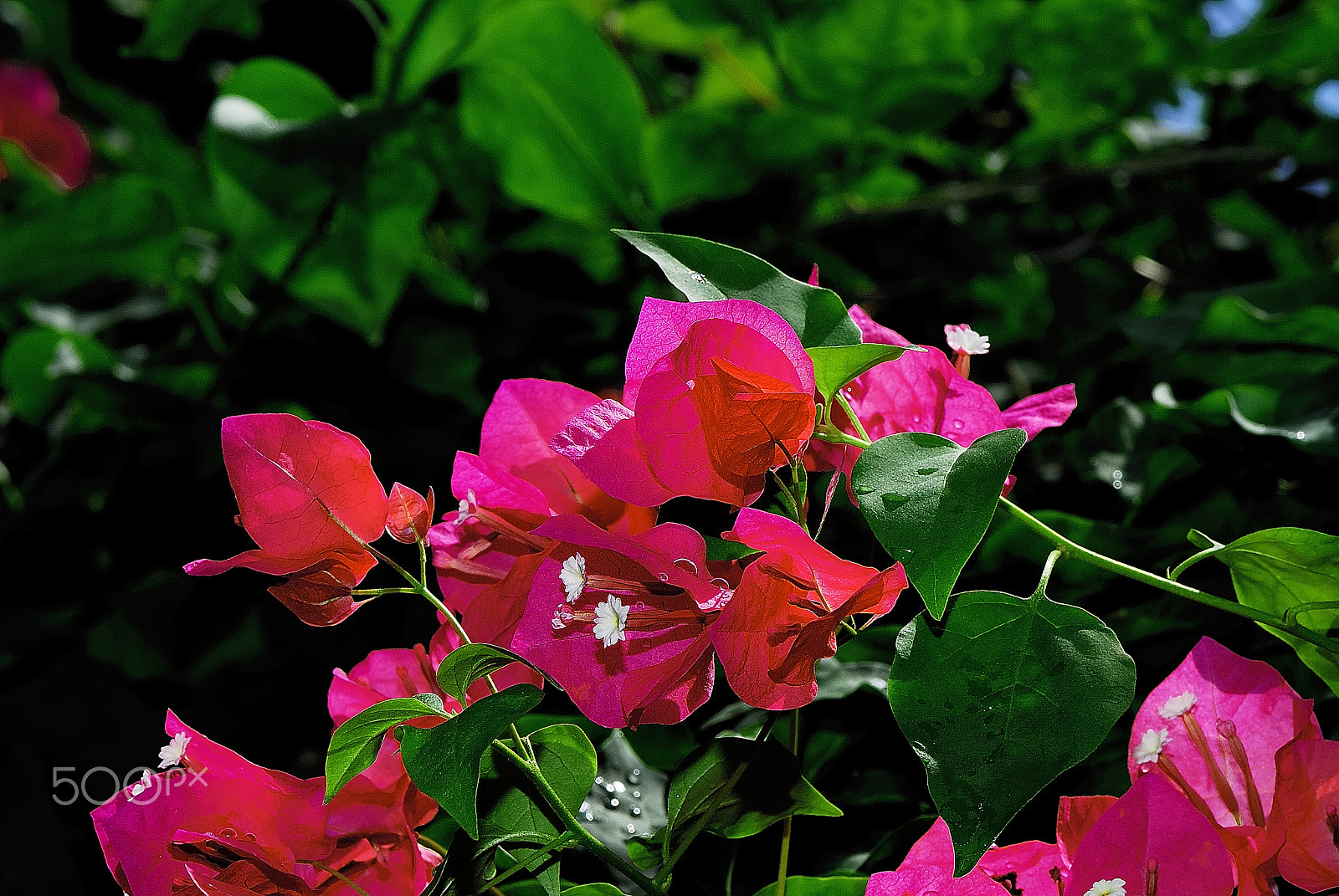 Nikon D200 + Nikon AF-S Micro-Nikkor 105mm F2.8G IF-ED VR sample photo. Bougainvillea bracts photography