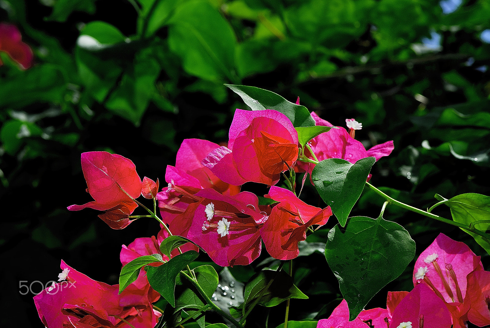 Nikon D200 sample photo. Bougainvillea bracts photography
