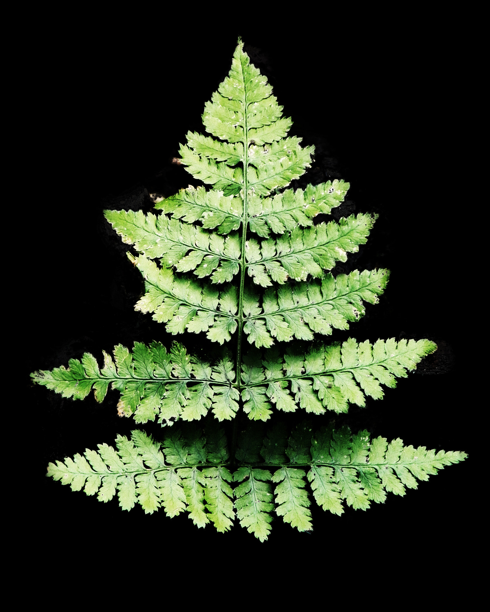 Kodak EasyShare Z990 (EasyShare Max) sample photo. Darkest fern photography