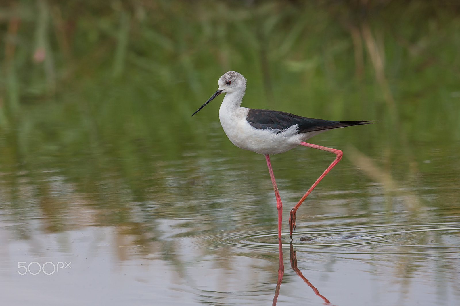 Canon EF 500mm F4L IS II USM sample photo. Red eyes photography