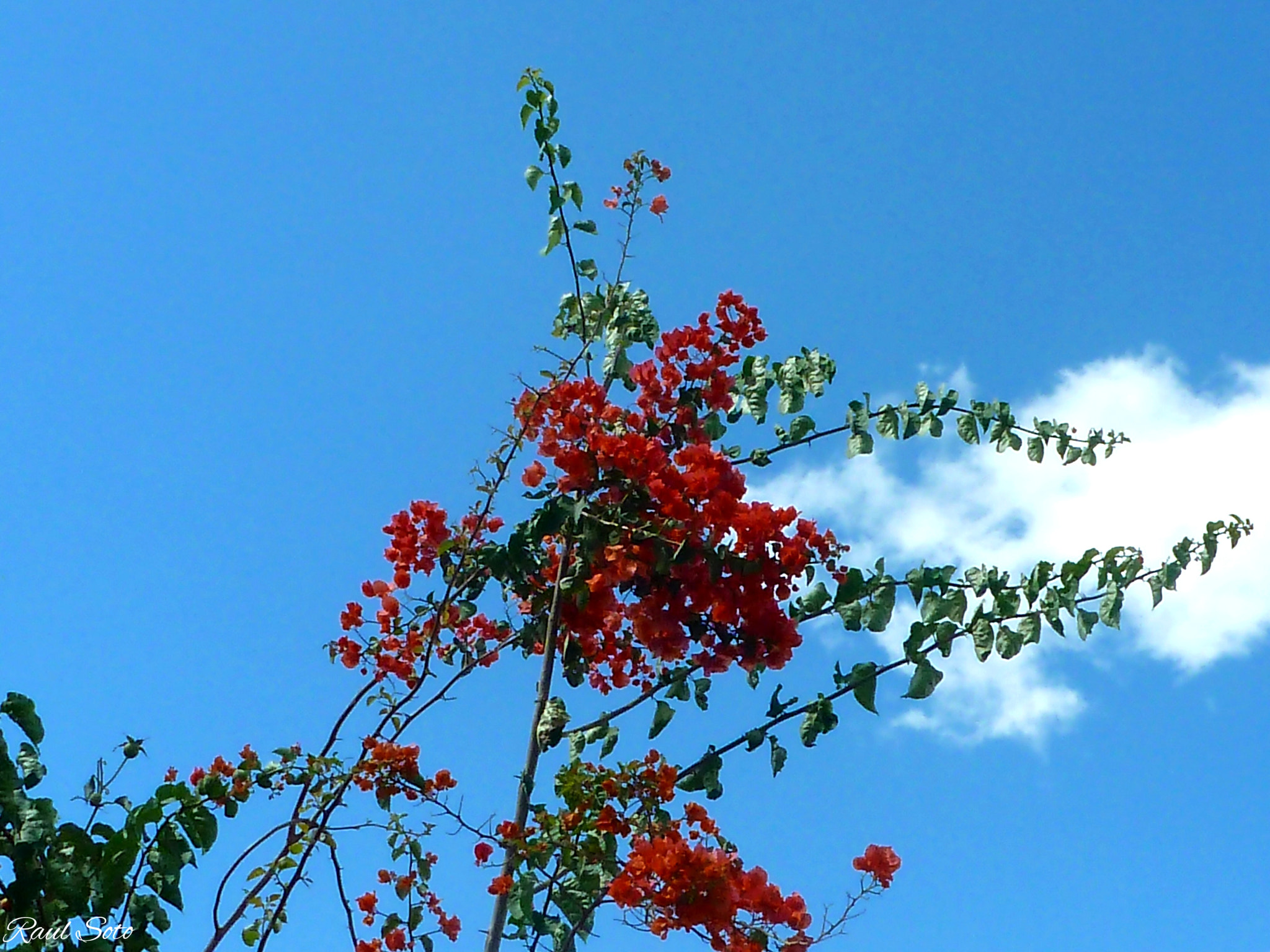 Panasonic Lumix DMC-ZS8 (Lumix DMC-TZ18) sample photo. Mirando al cielo photography