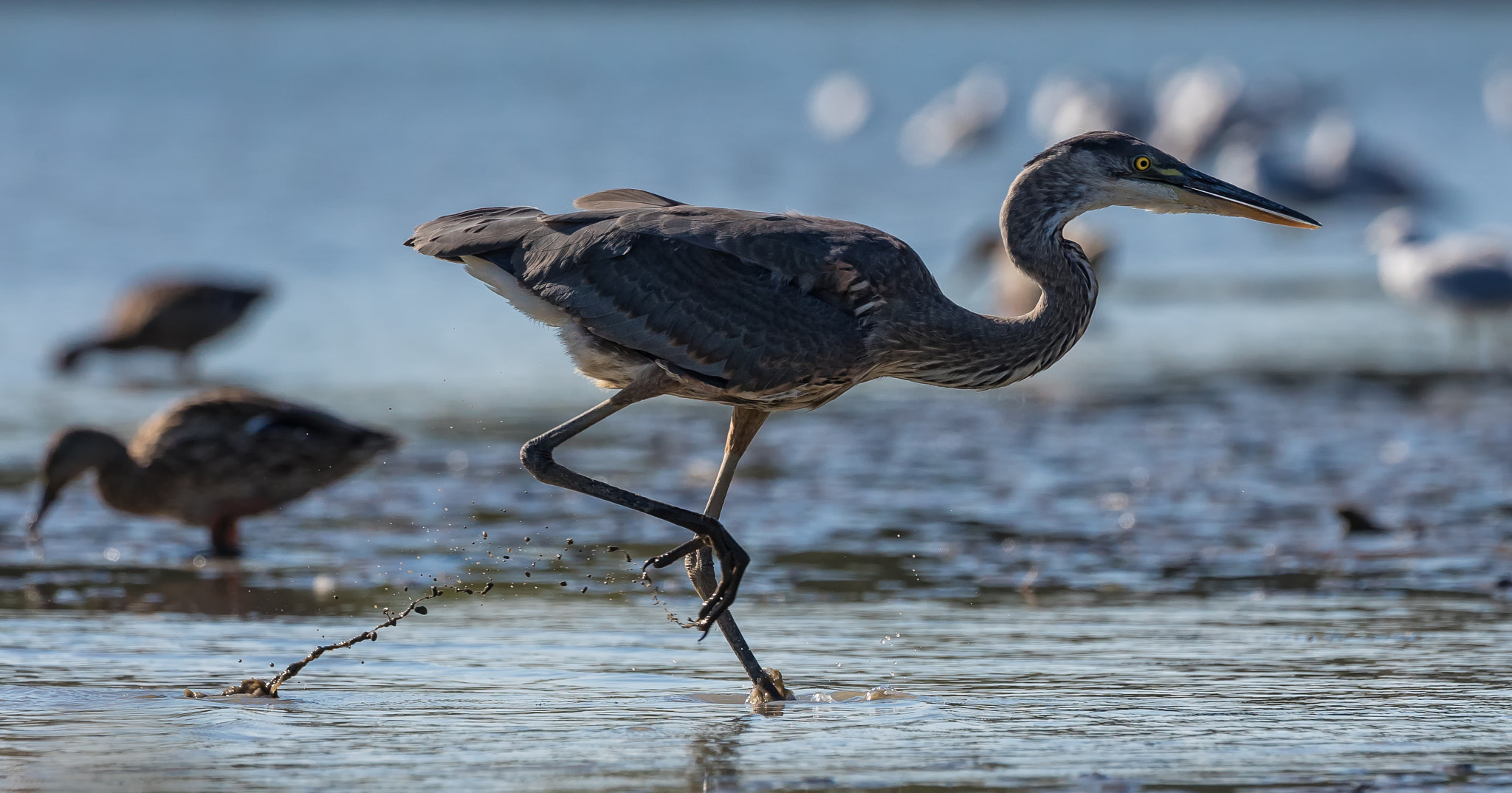Canon EF 300mm F2.8L IS II USM sample photo. On the hunt photography