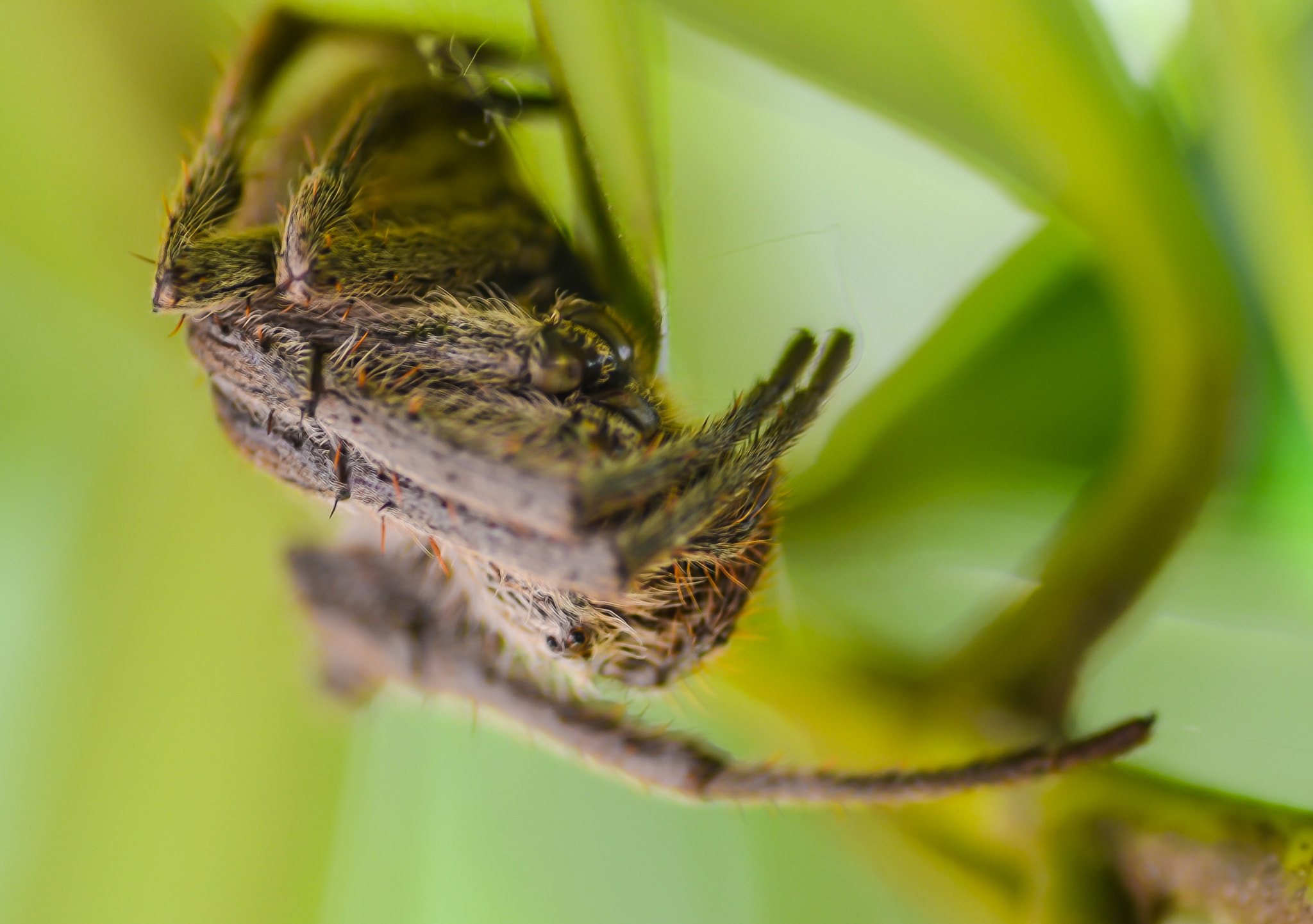 Tamron SP AF 90mm F2.8 Di Macro sample photo. Just waiting photography