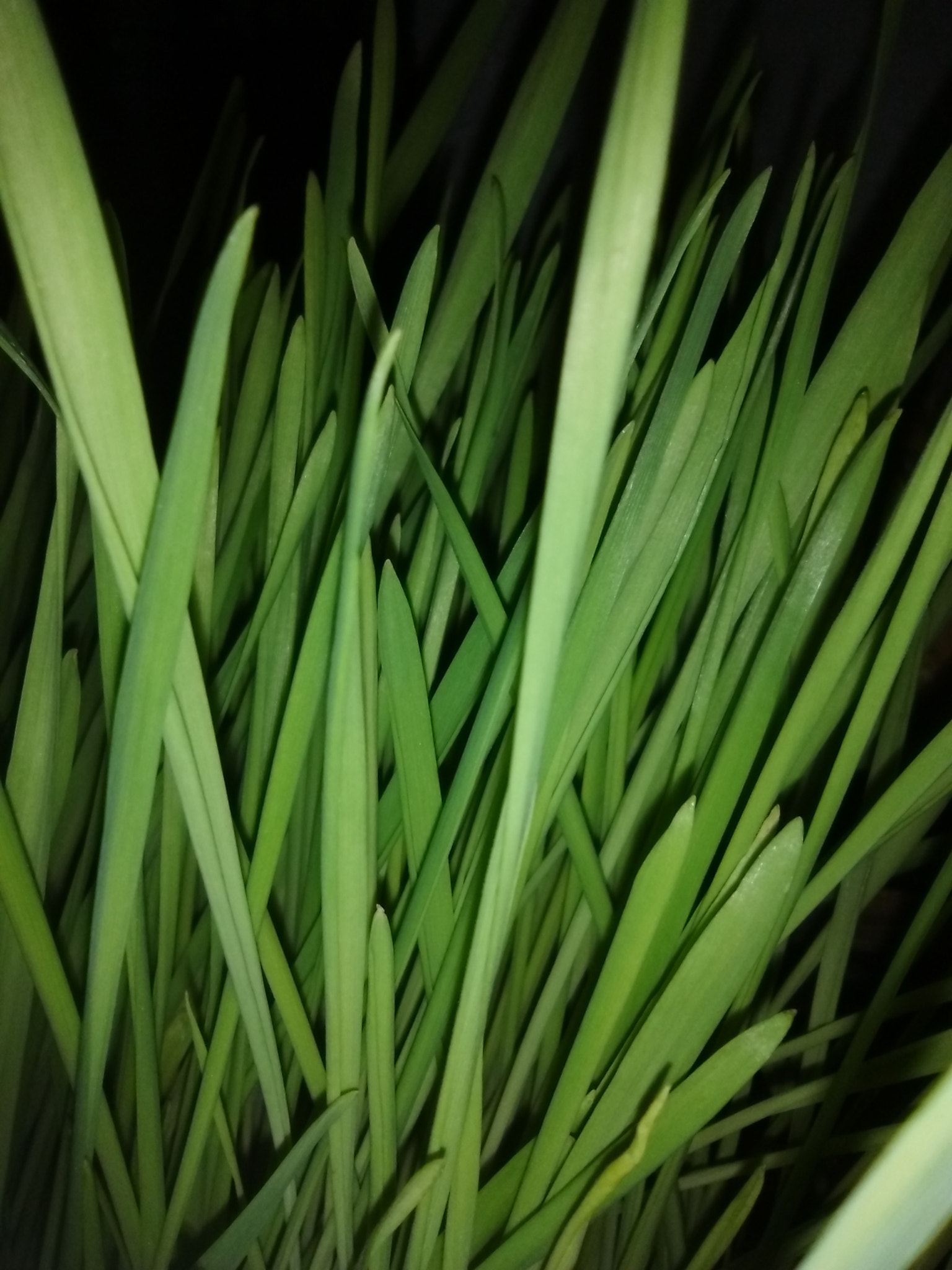 HUAWEI Y635-L01 sample photo