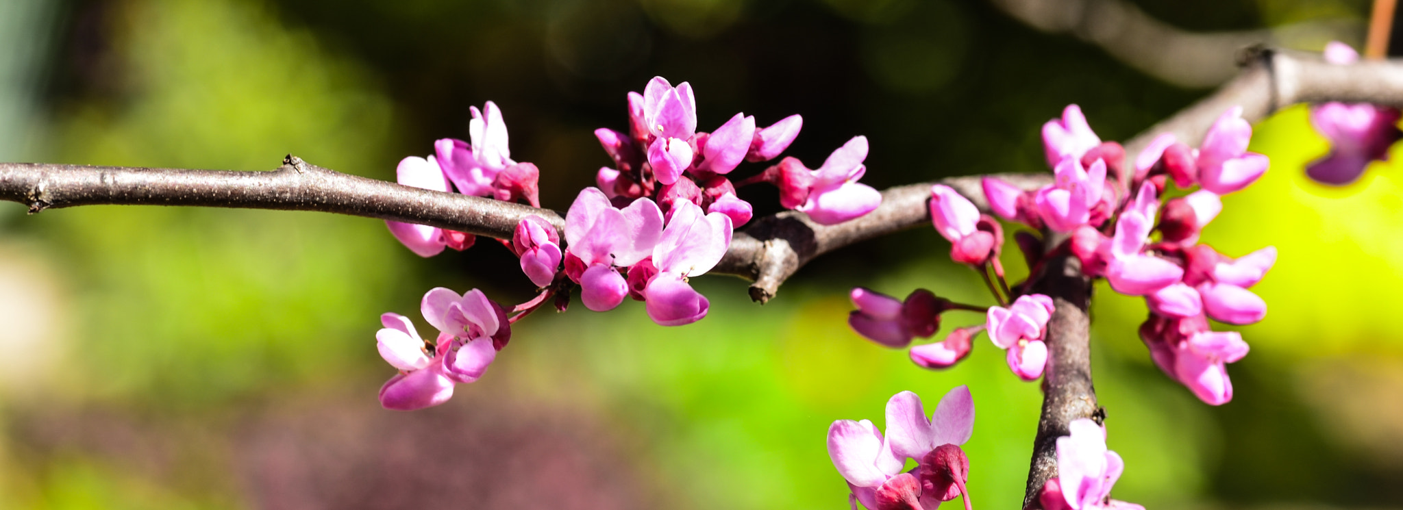 Tamron SP AF 90mm F2.8 Di Macro sample photo. Spring is here photography