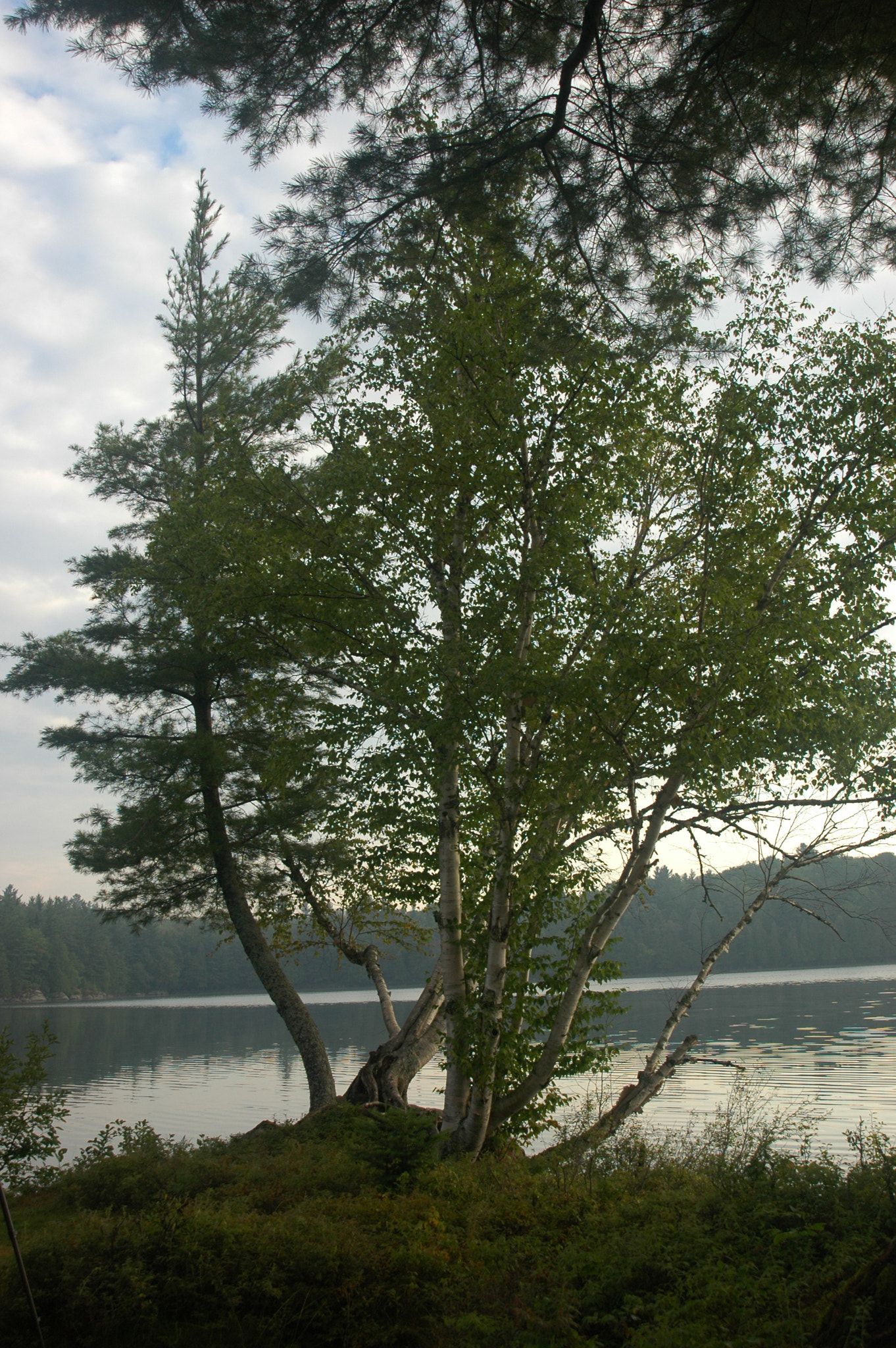 Nikon D70s + AF Zoom-Nikkor 24-120mm f/3.5-5.6D IF sample photo. A beautiful tree photography