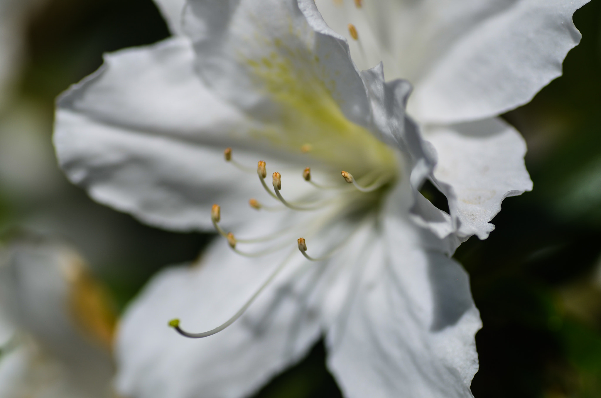 Tamron SP AF 90mm F2.8 Di Macro sample photo. Azalea photography