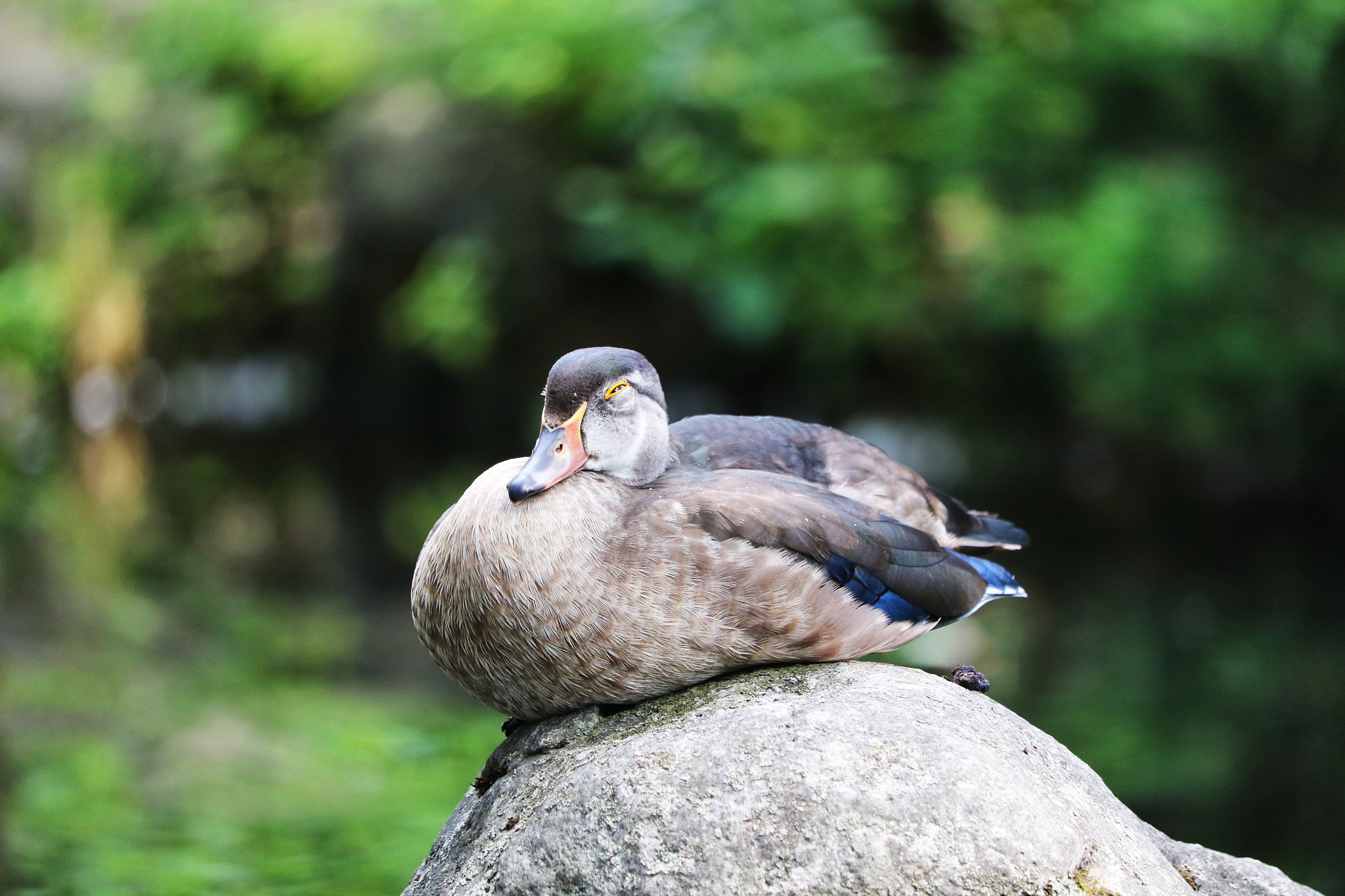 Canon EF-S 55-250mm F4-5.6 IS STM sample photo. I'm sleepy....zzz photography