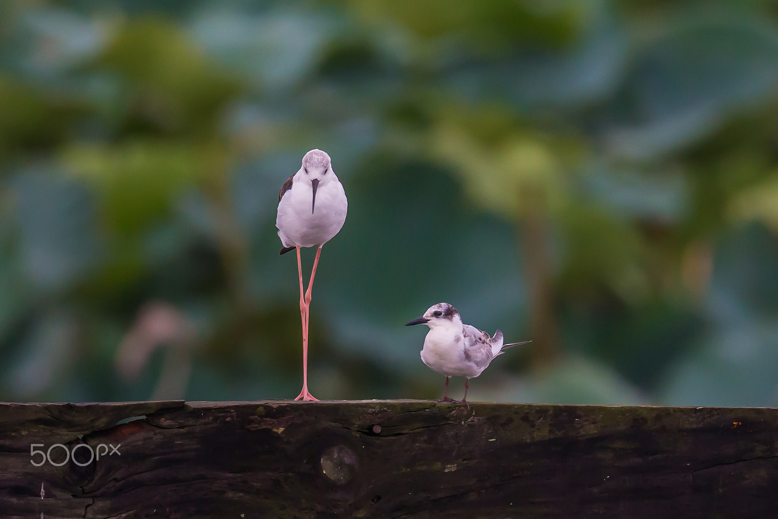 Canon EF 500mm F4L IS II USM sample photo. Good friends photography