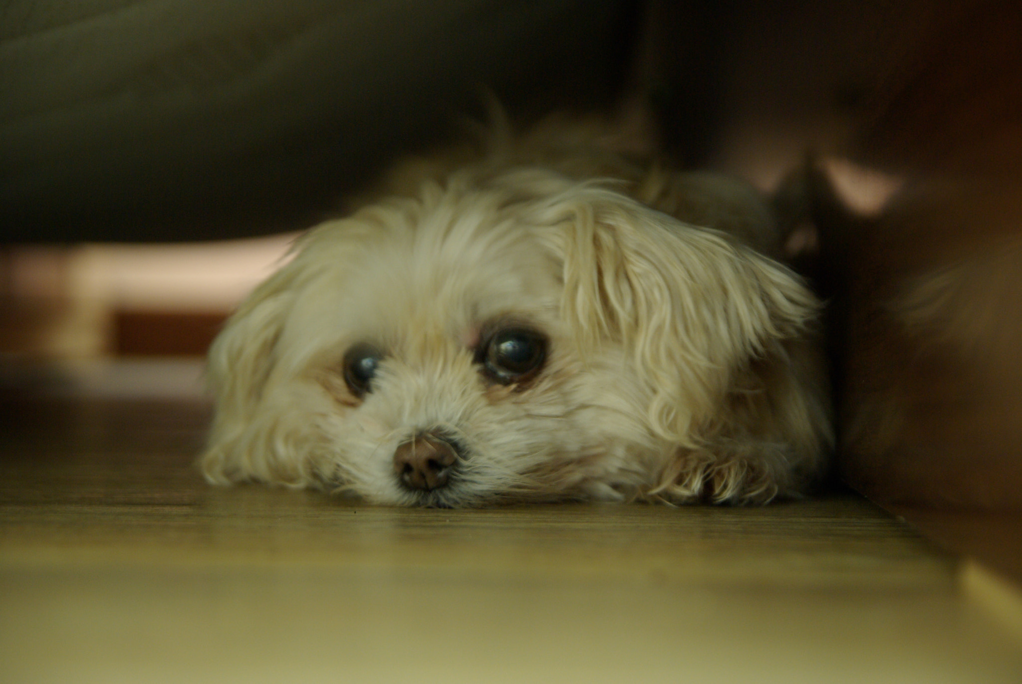 Pentax K10D sample photo. My old picture photography
