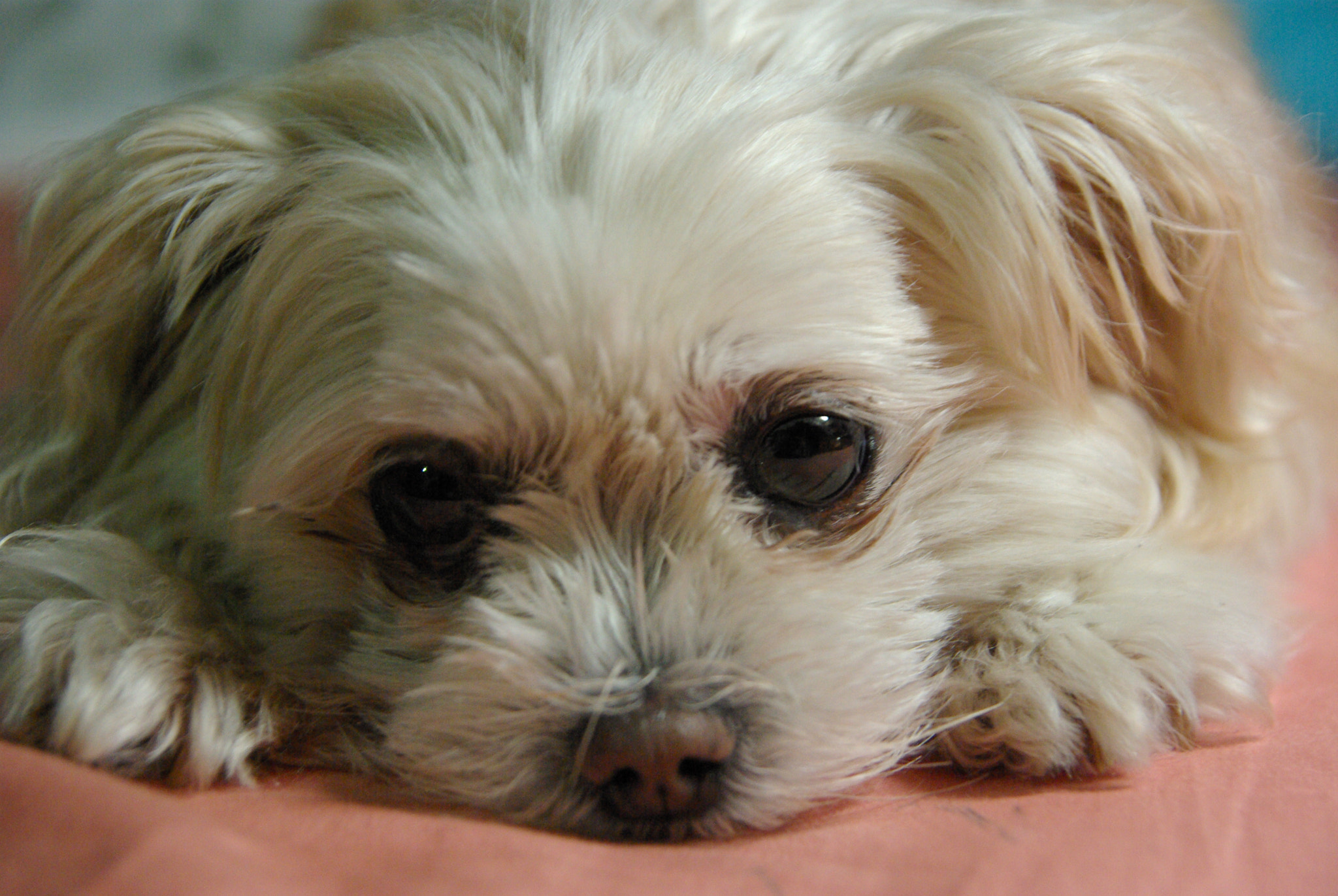 Pentax K10D sample photo. My old picture photography