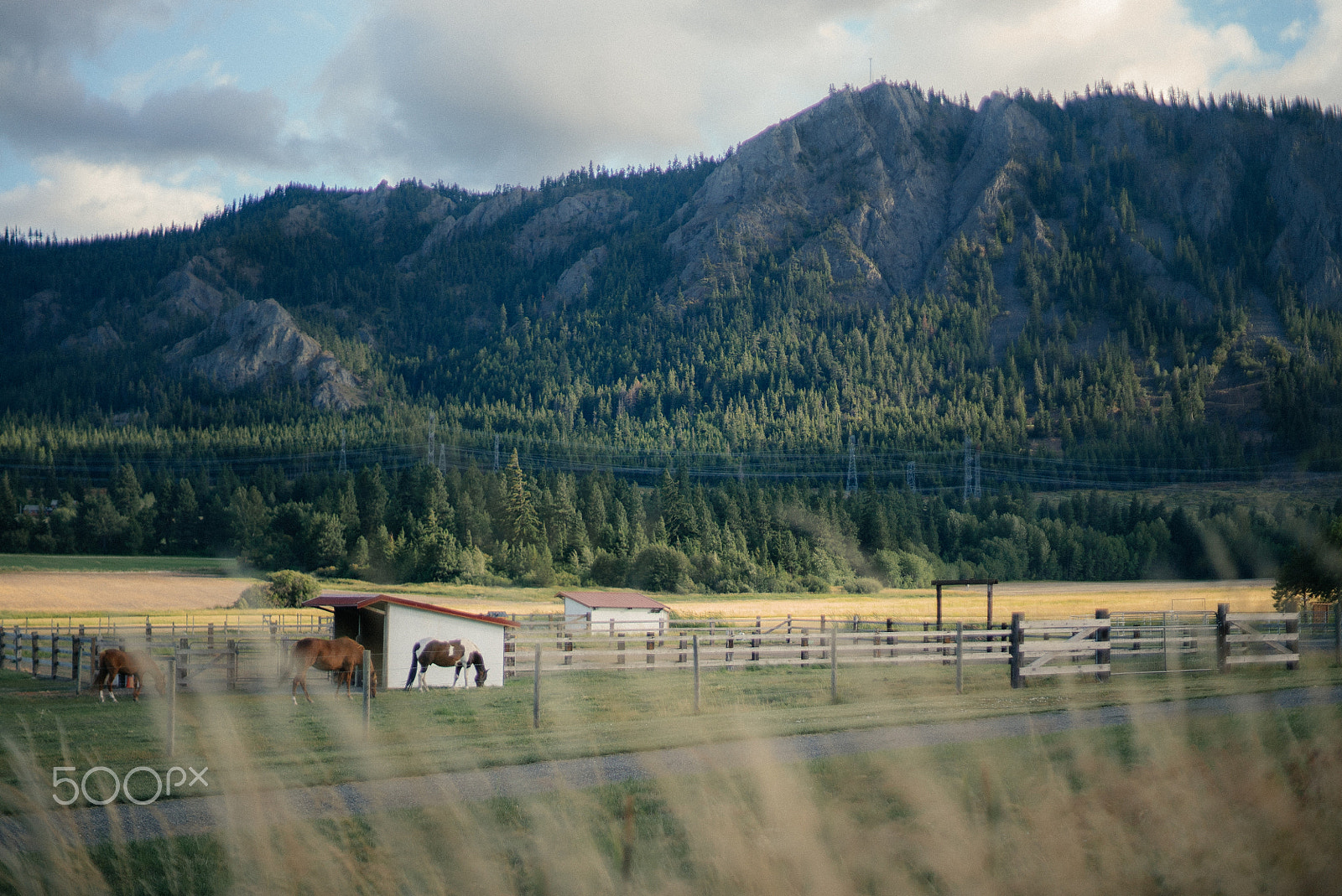 Sony a7S II + Sony 70-400mm F4-5.6 G SSM sample photo. Horses in the country side photography