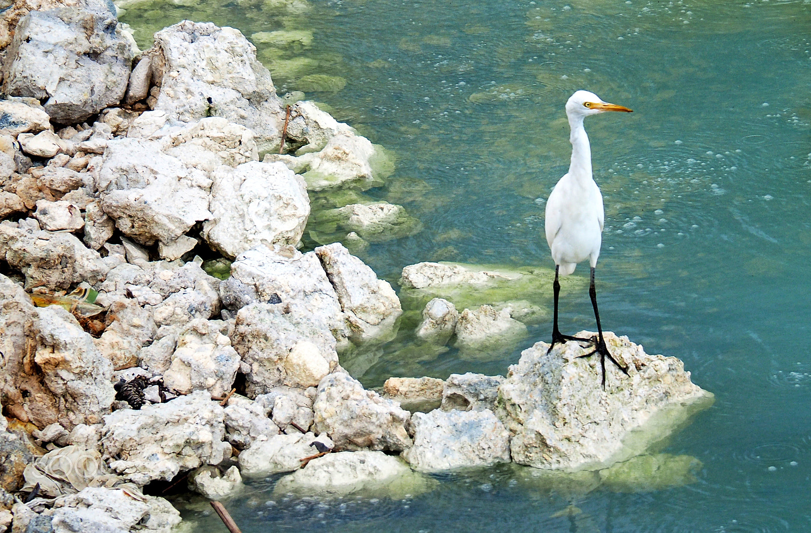 Olympus OM-D E-M5 II sample photo. Linow lake heron photography