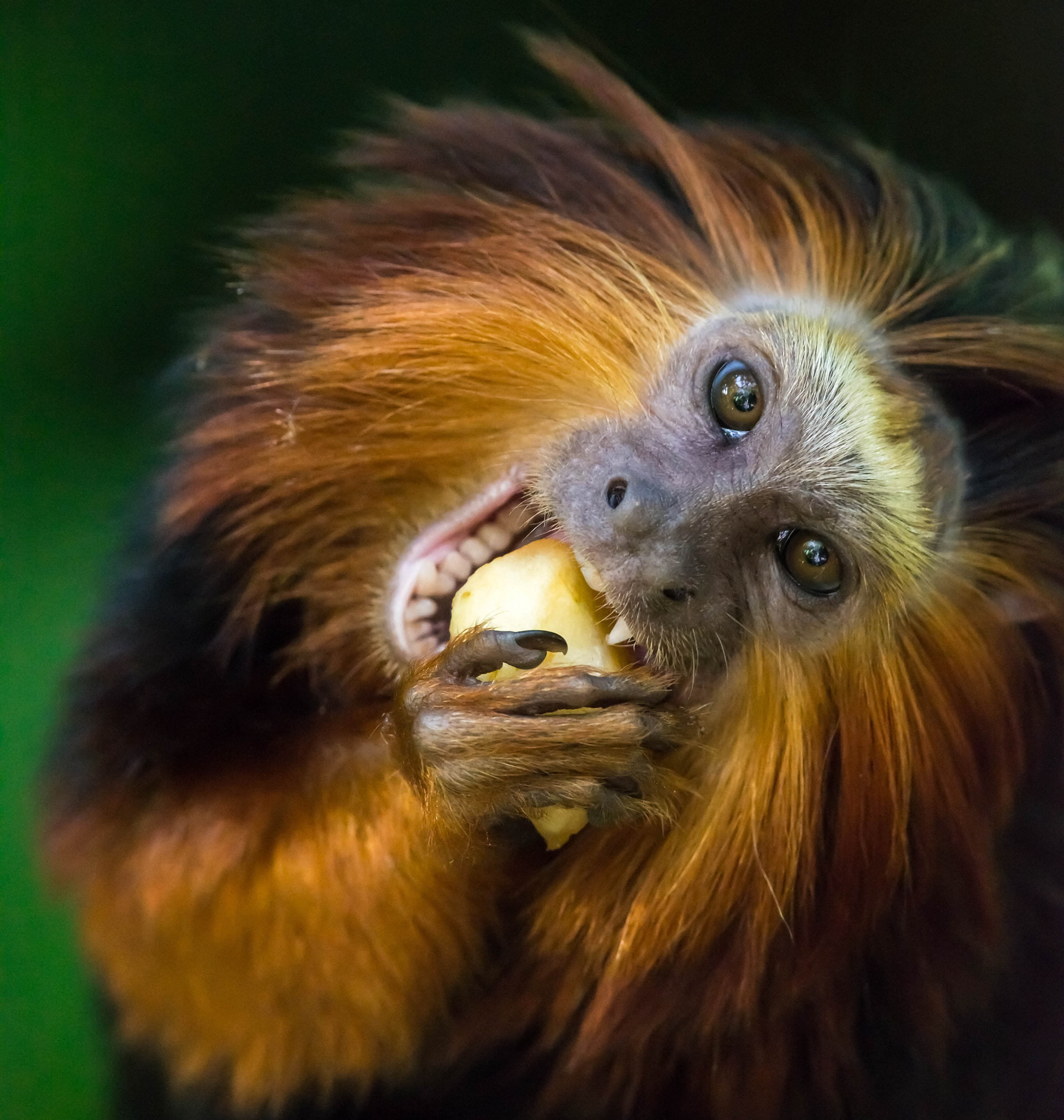Nikon Nikkor AF-S 300mm F4E PF ED VR sample photo. Golden-headed lion tamarin photography