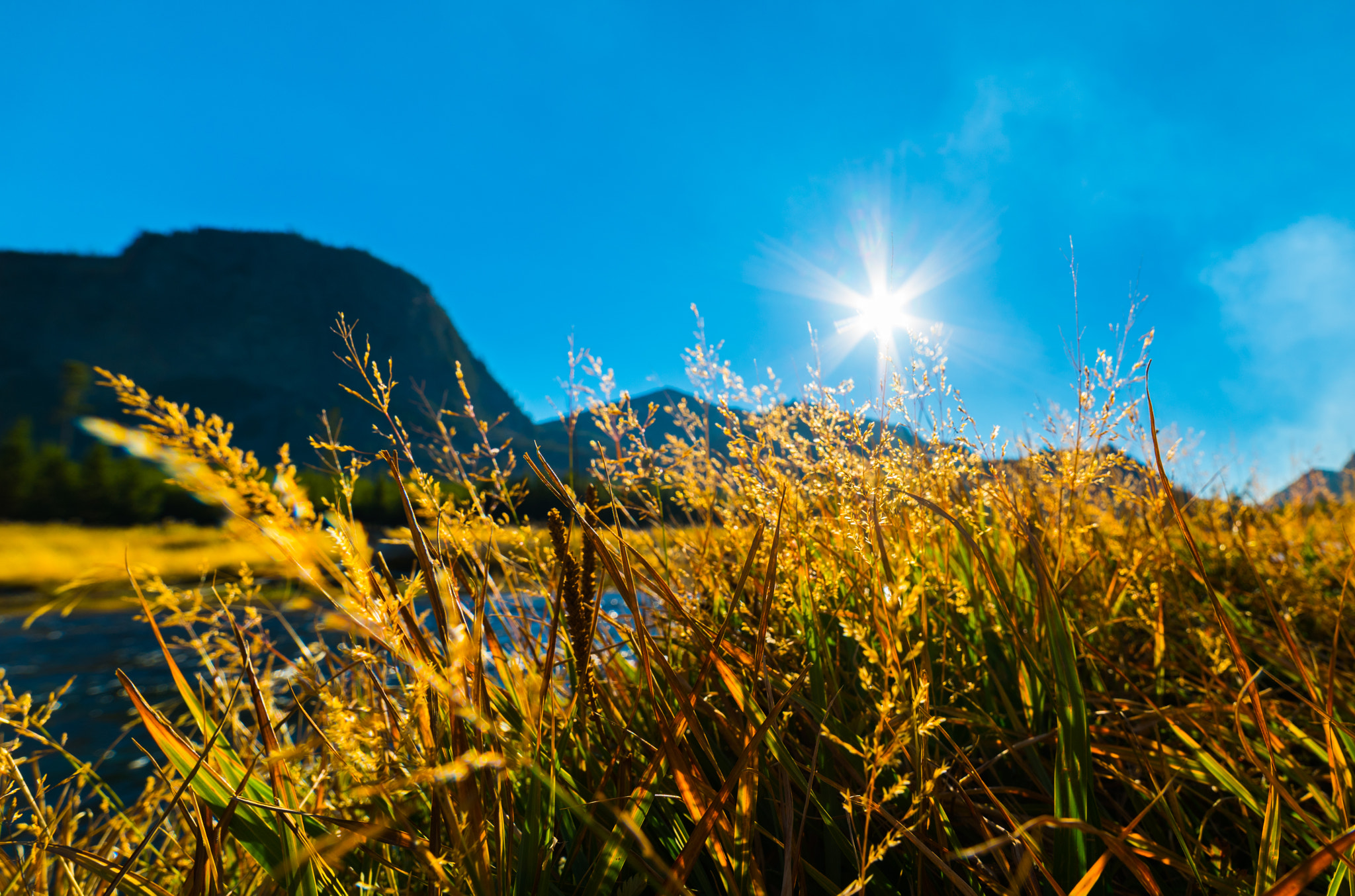 Yellowstone River and Grasses