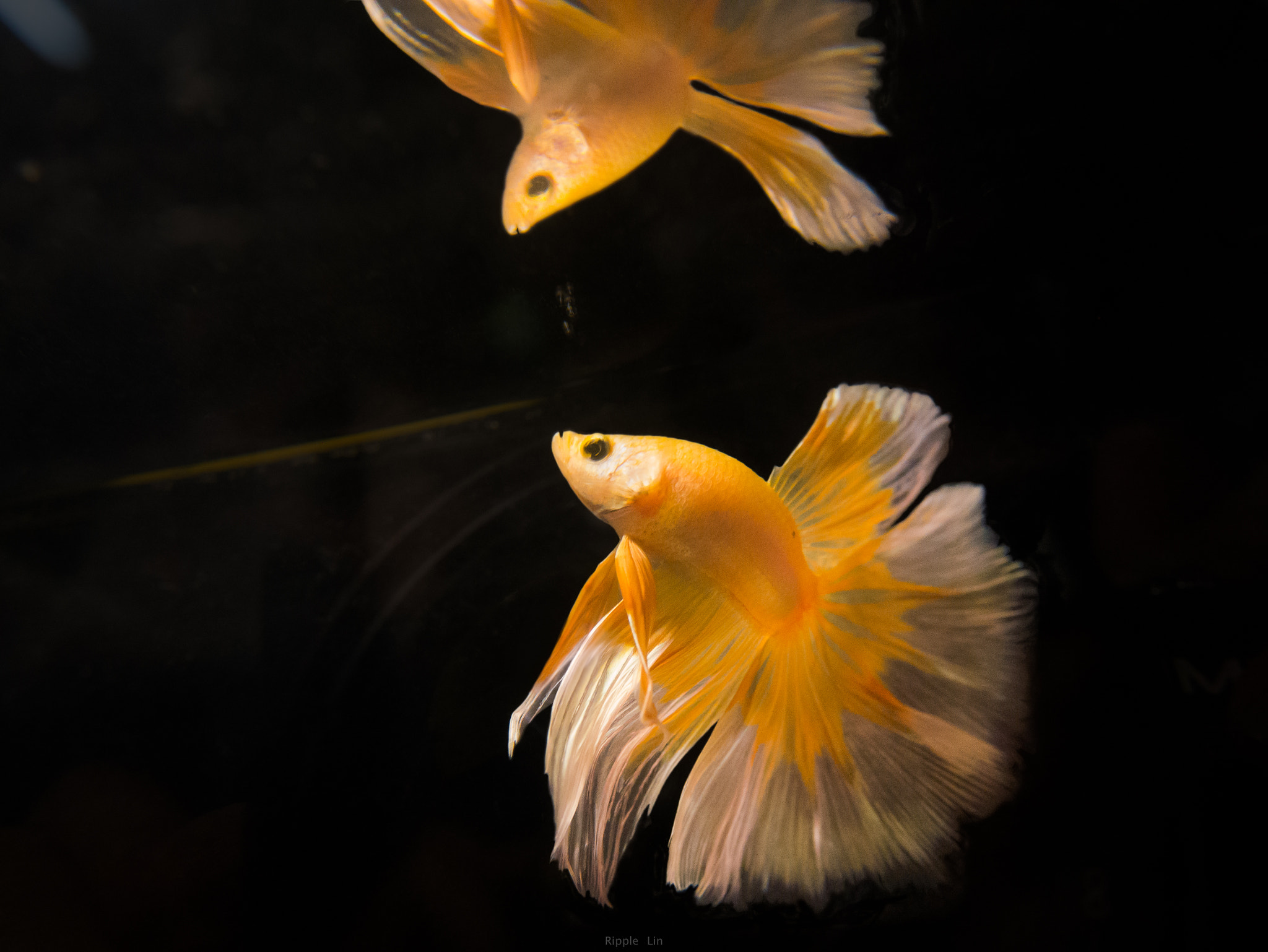 Panasonic Lumix DMC-GF6 + Panasonic Lumix G 14mm F2.5 ASPH sample photo. Betta splendens photography