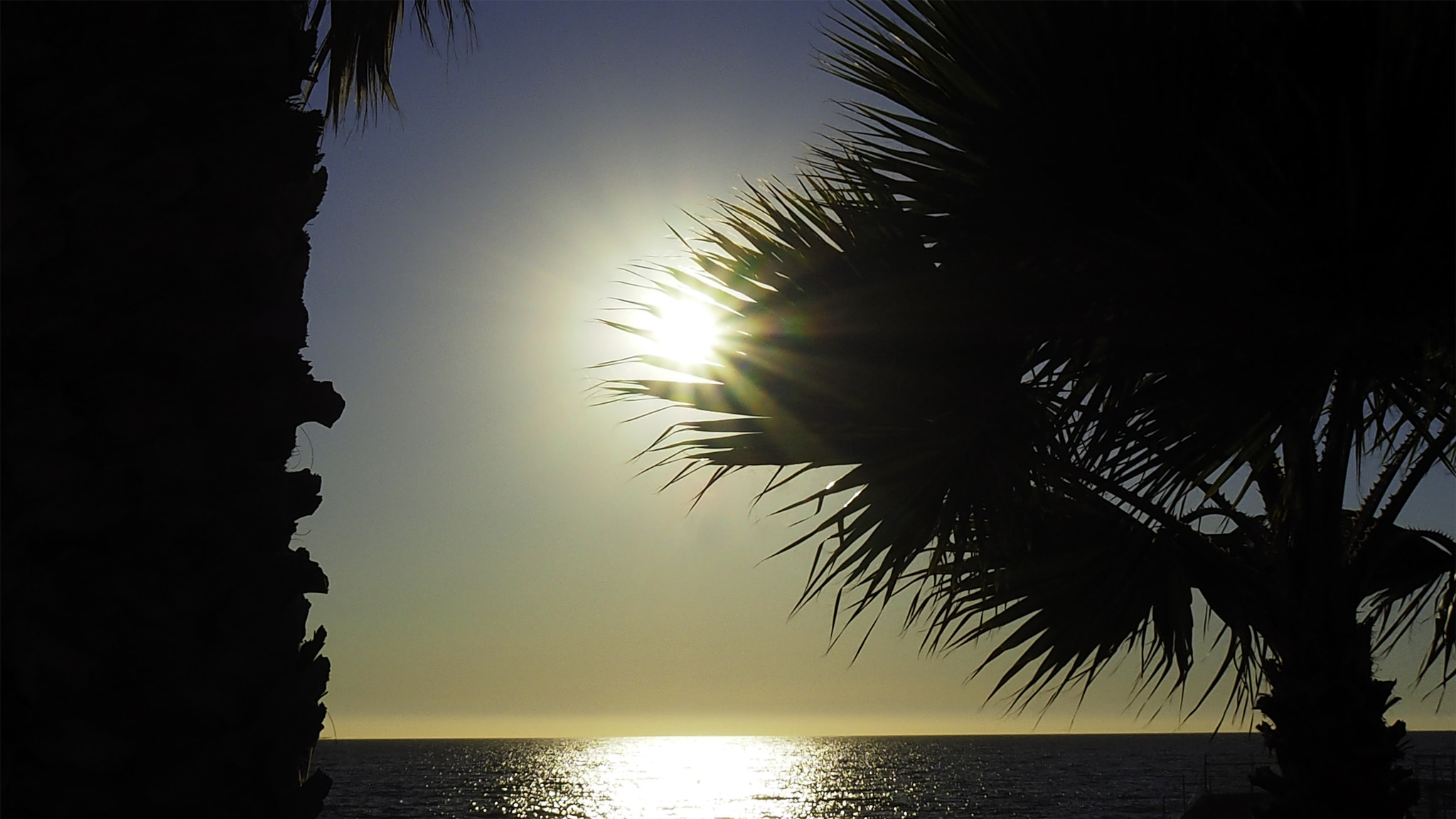 OLYMPUS M.14-150mm F4.0-5.6 II sample photo. Sunset palm tree photography