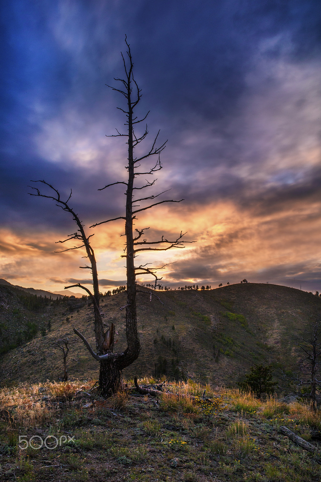 Sigma 35mm F1.4 DG HSM Art sample photo. Burned tree photography