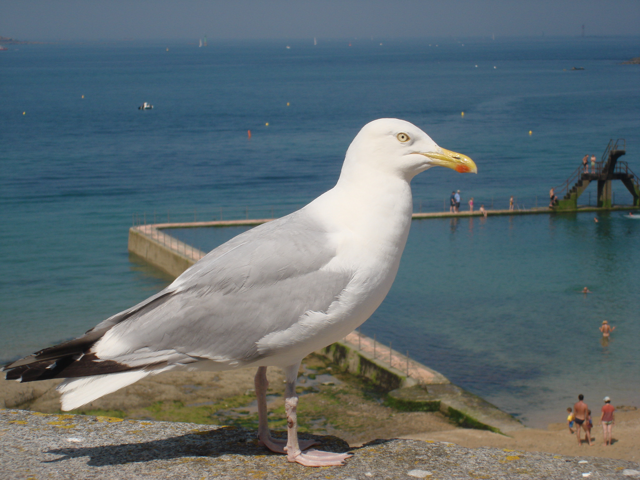 Sony DSC-N2 sample photo. Mouette en bretagne photography